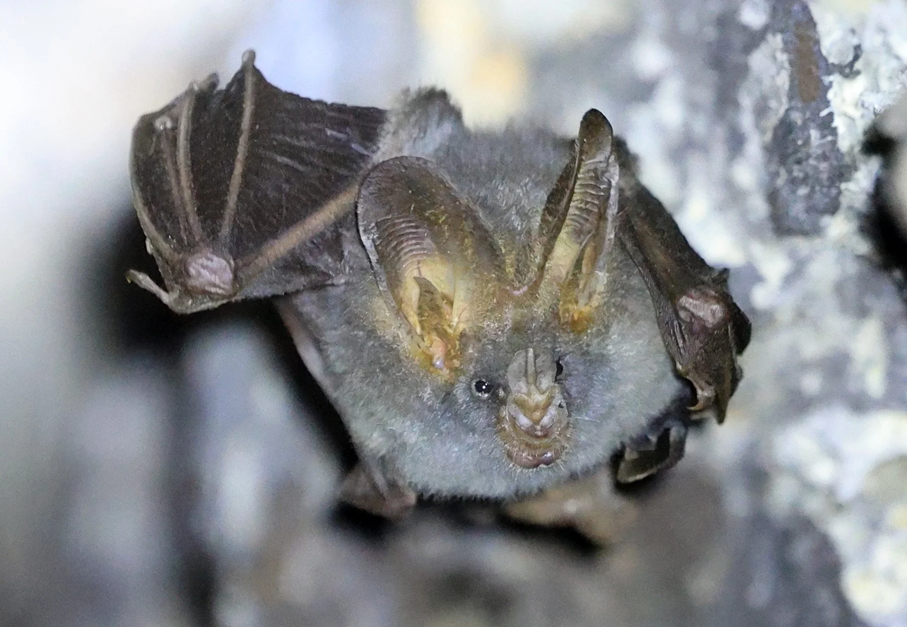 Lesser false vampire bat (Megaderma spasma) Khao Yai National Park Feb 2026 Day 3 (7).jpg