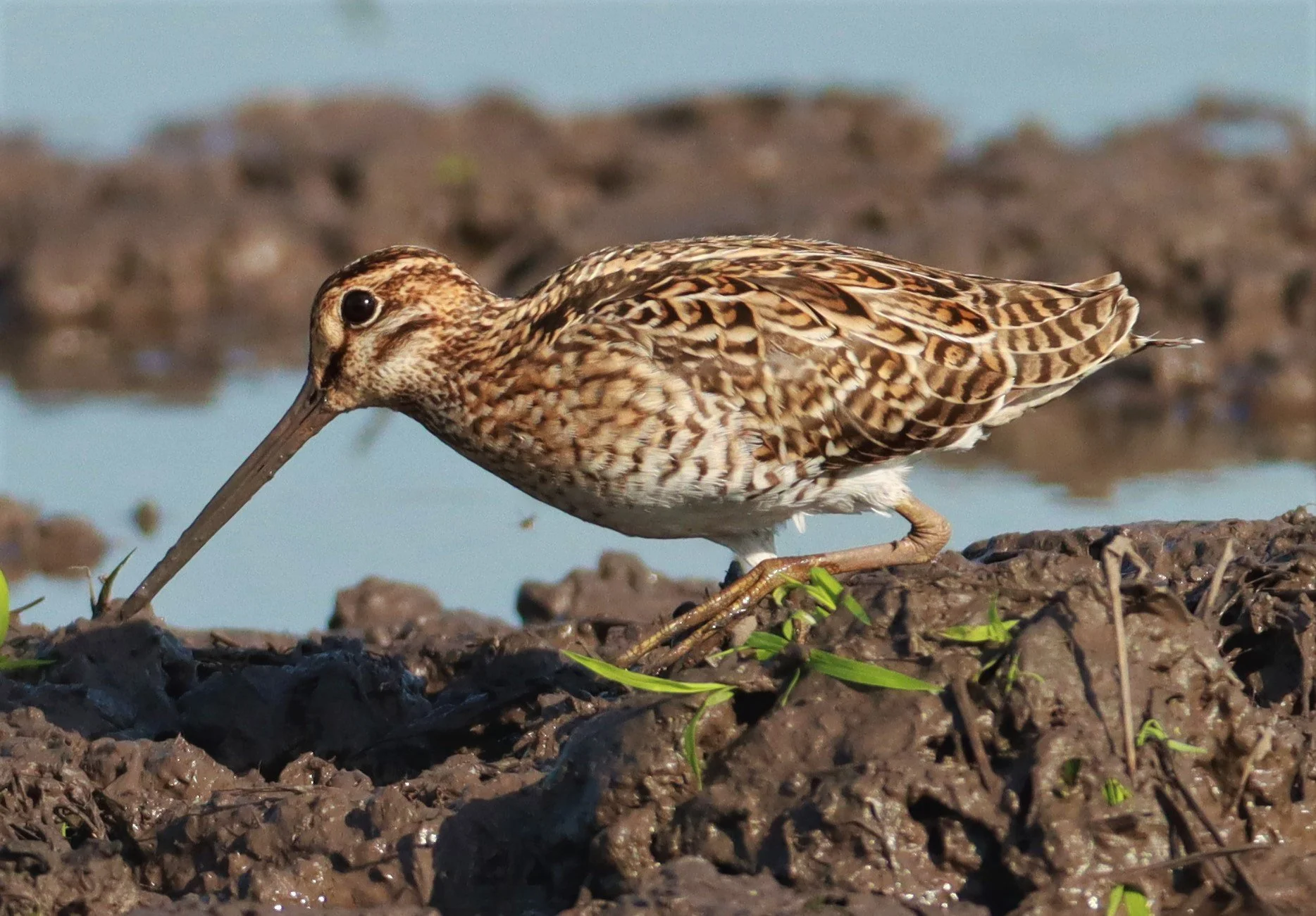 SNIPE - PINTAIL SNIPE - Gallinago stenura - PATHUM THANI RICE RESEARCH CENTER AUGUST 24 2021 (210).jpg