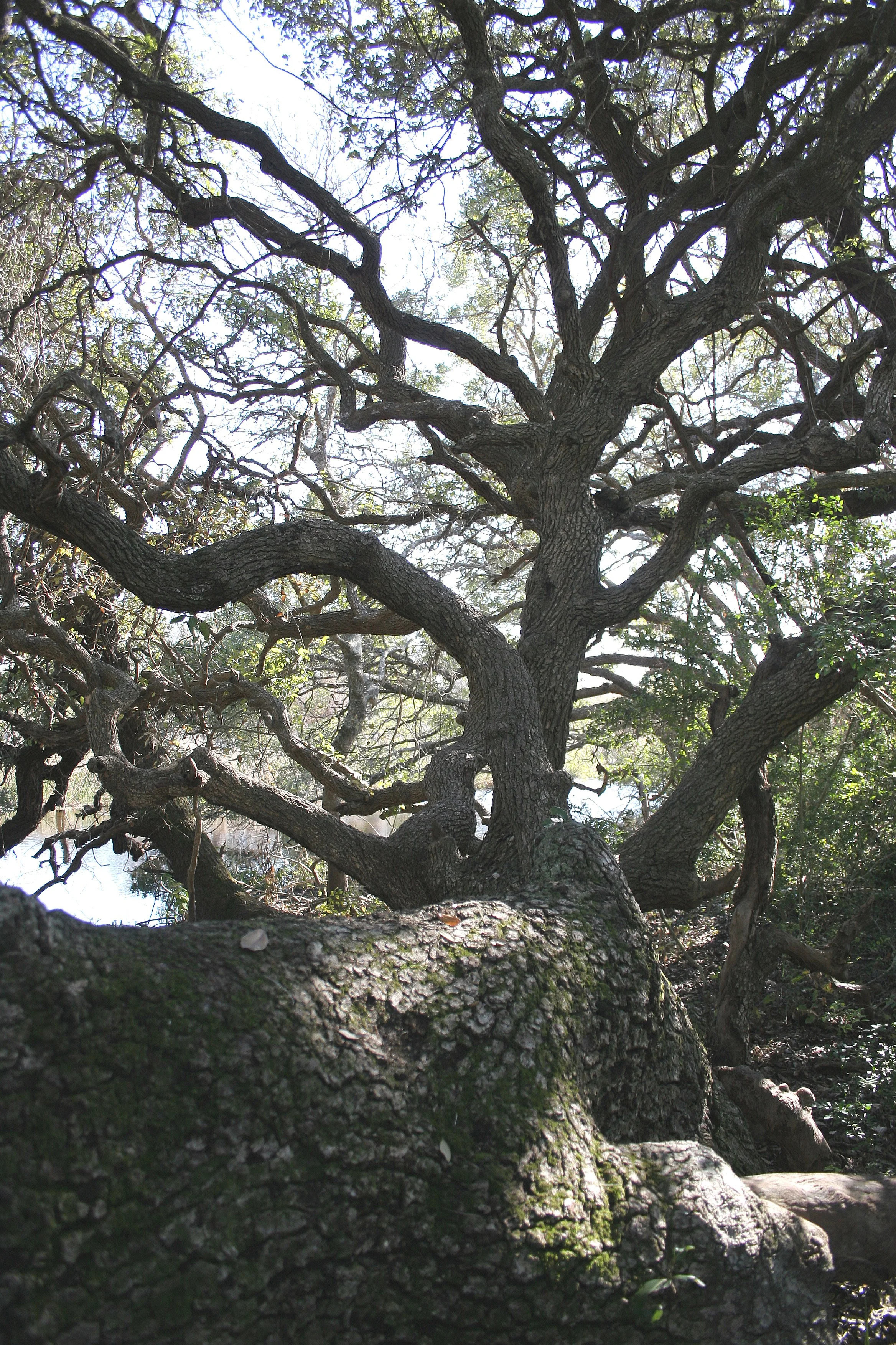 ARANZAS NWR - TEXAS (16).jpg