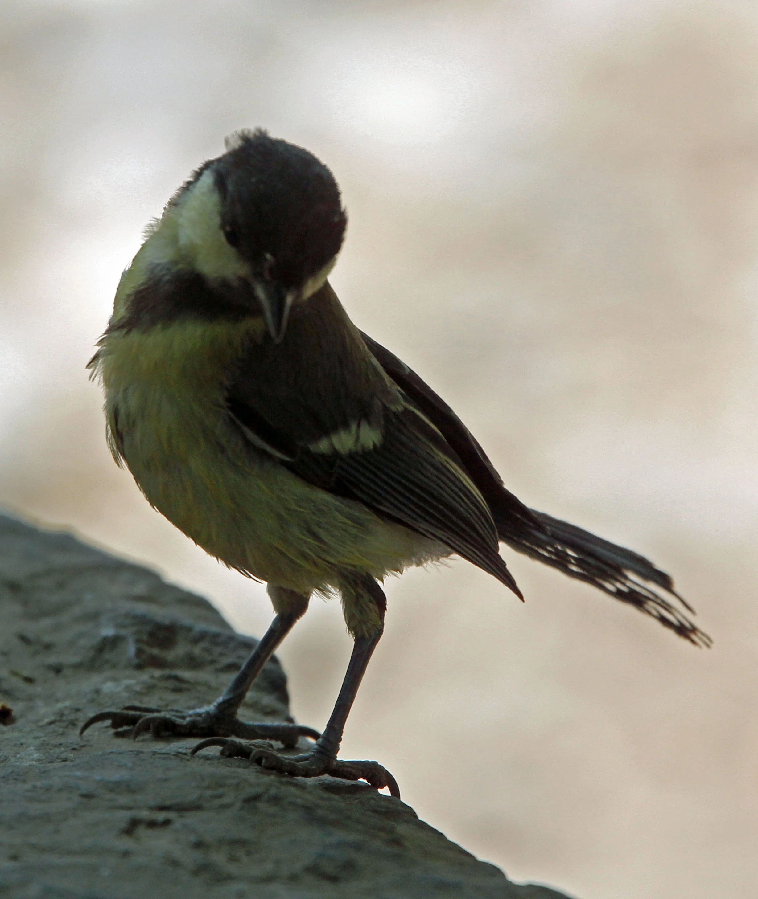 Great Tit (Parus major) Samaria Gorge NP Crete (4).JPG