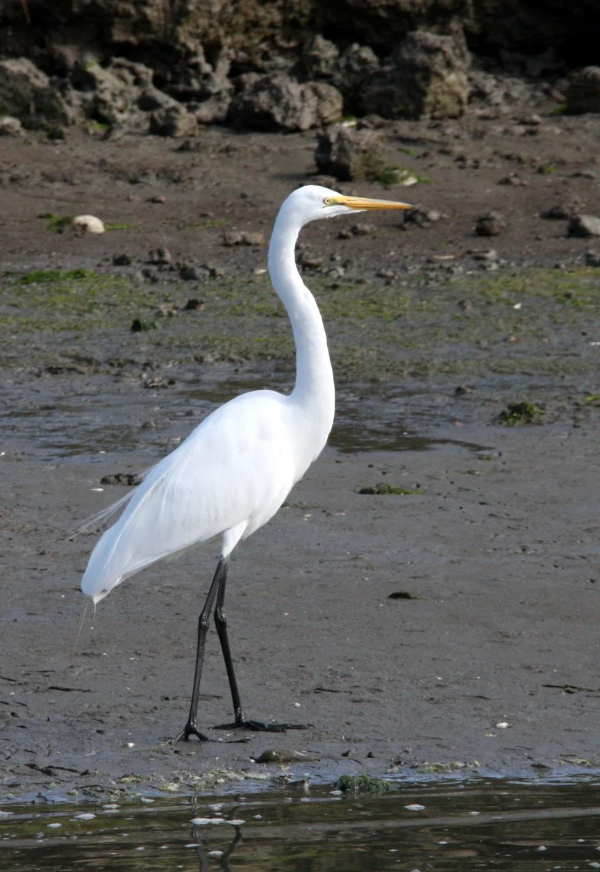 EGRET -  AMERICAN GREAT EGRET - Ardea alba egretta - ELKHORN SLOUGH WILDLIFE REFUGE CALIFORNIA (11).JPG