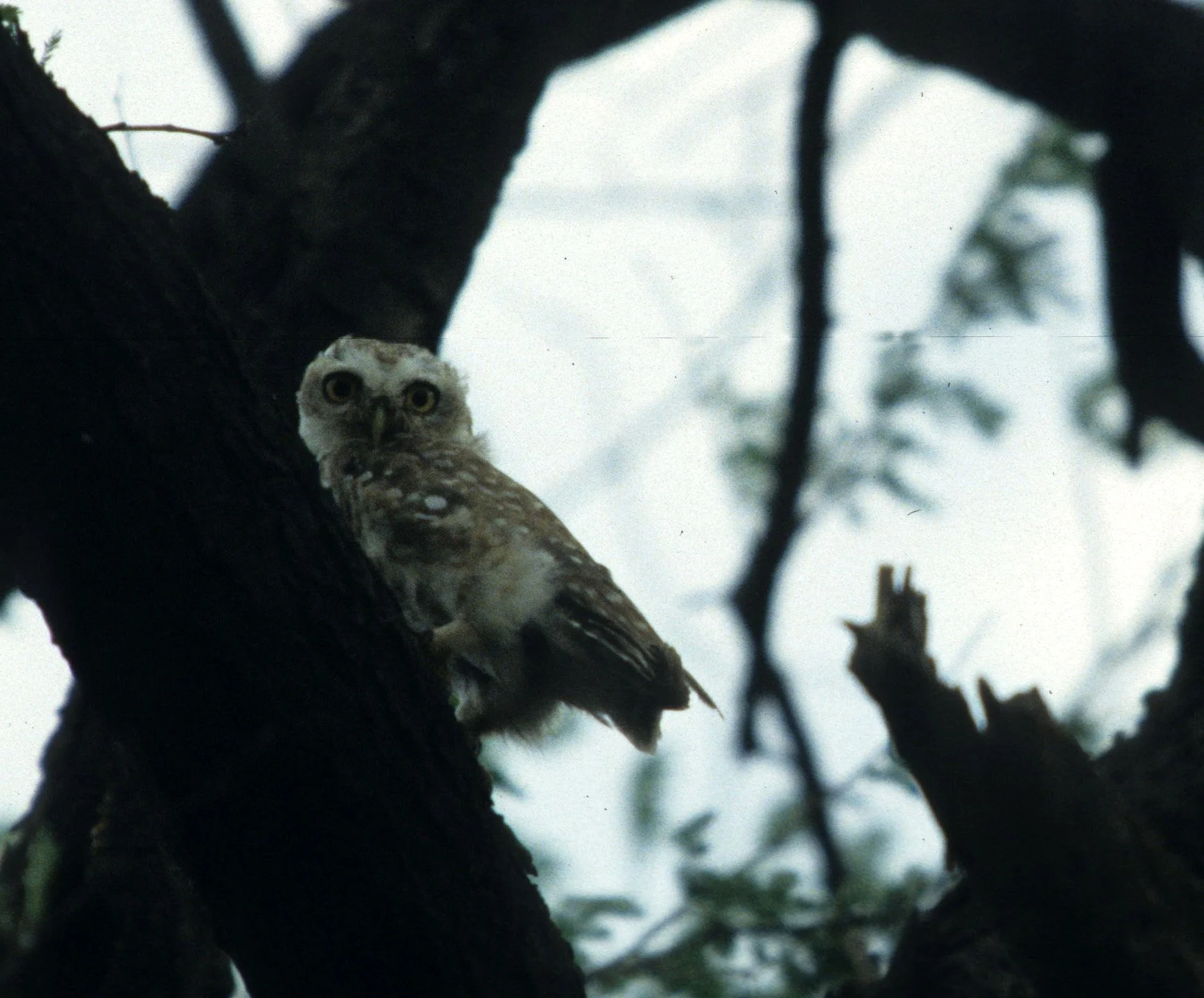 BIRD - OWL - SPOTTED OWLET - CHITWAN NEPAL A.jpg