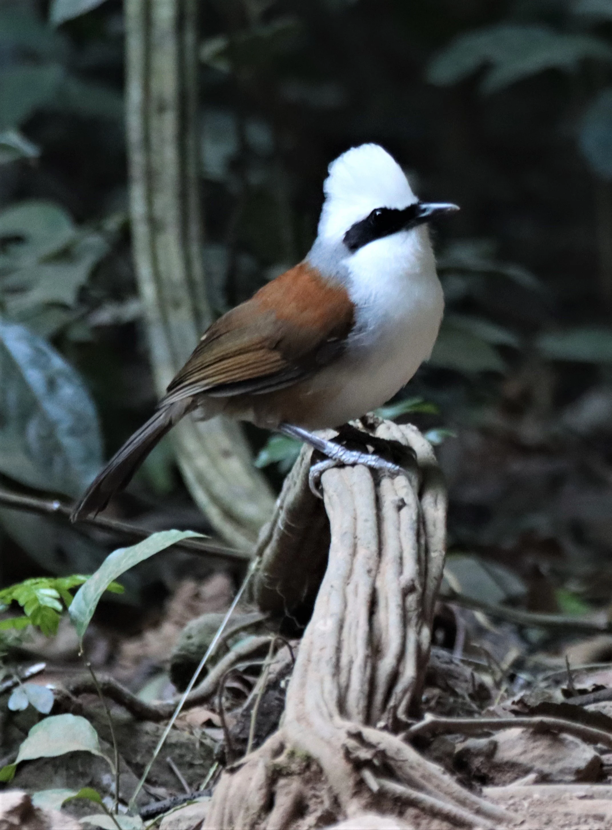 LAUGHINGTHRUSH - WHITE-CRESTED LAUGHINGTHRUSH - Garrulax leucolophus - KAENG KRACHAN THAILAND (7).jpg