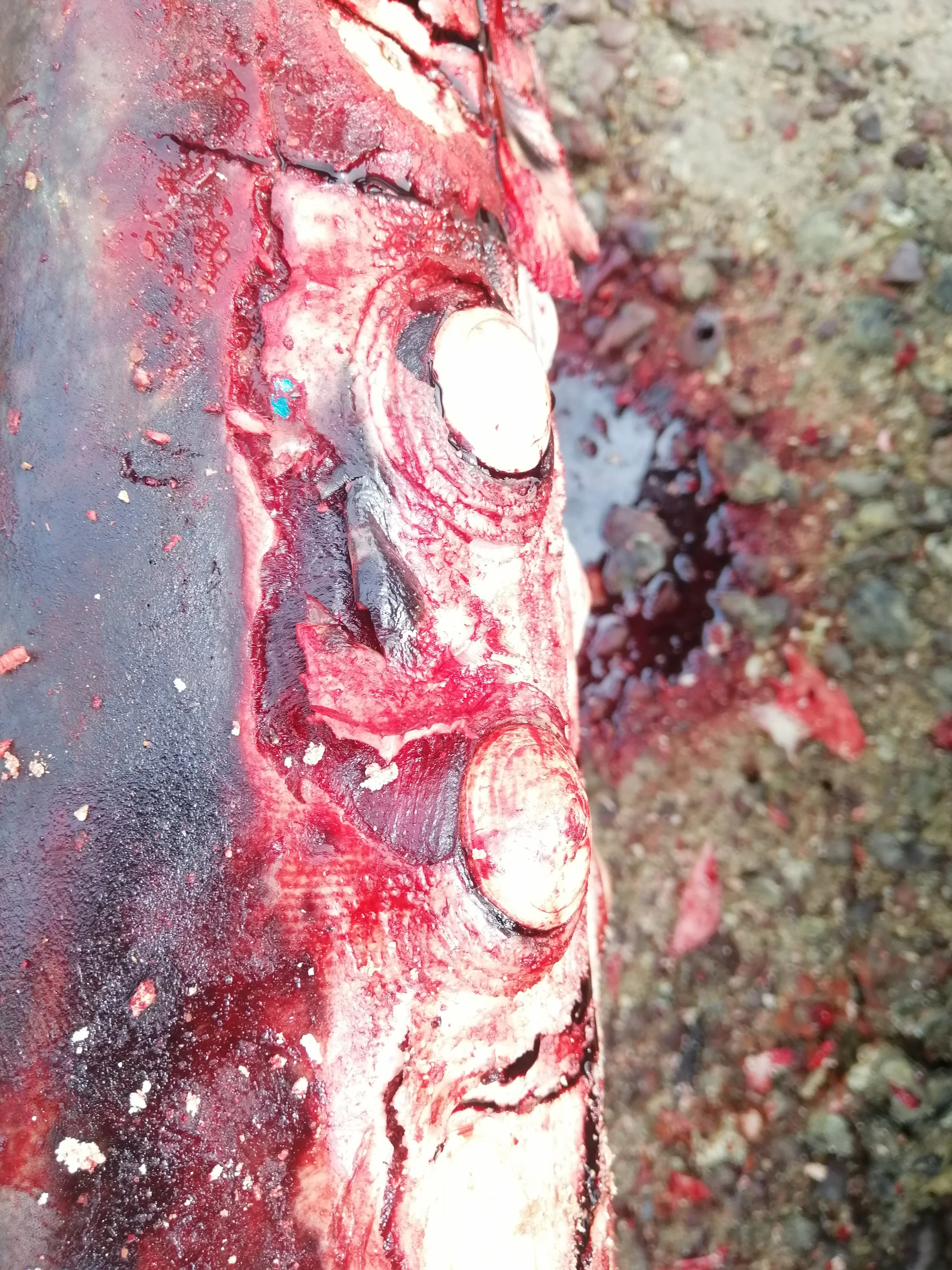 2019 Koh Lanta Dead Sperm Whale Summer Trip (10).jpg
