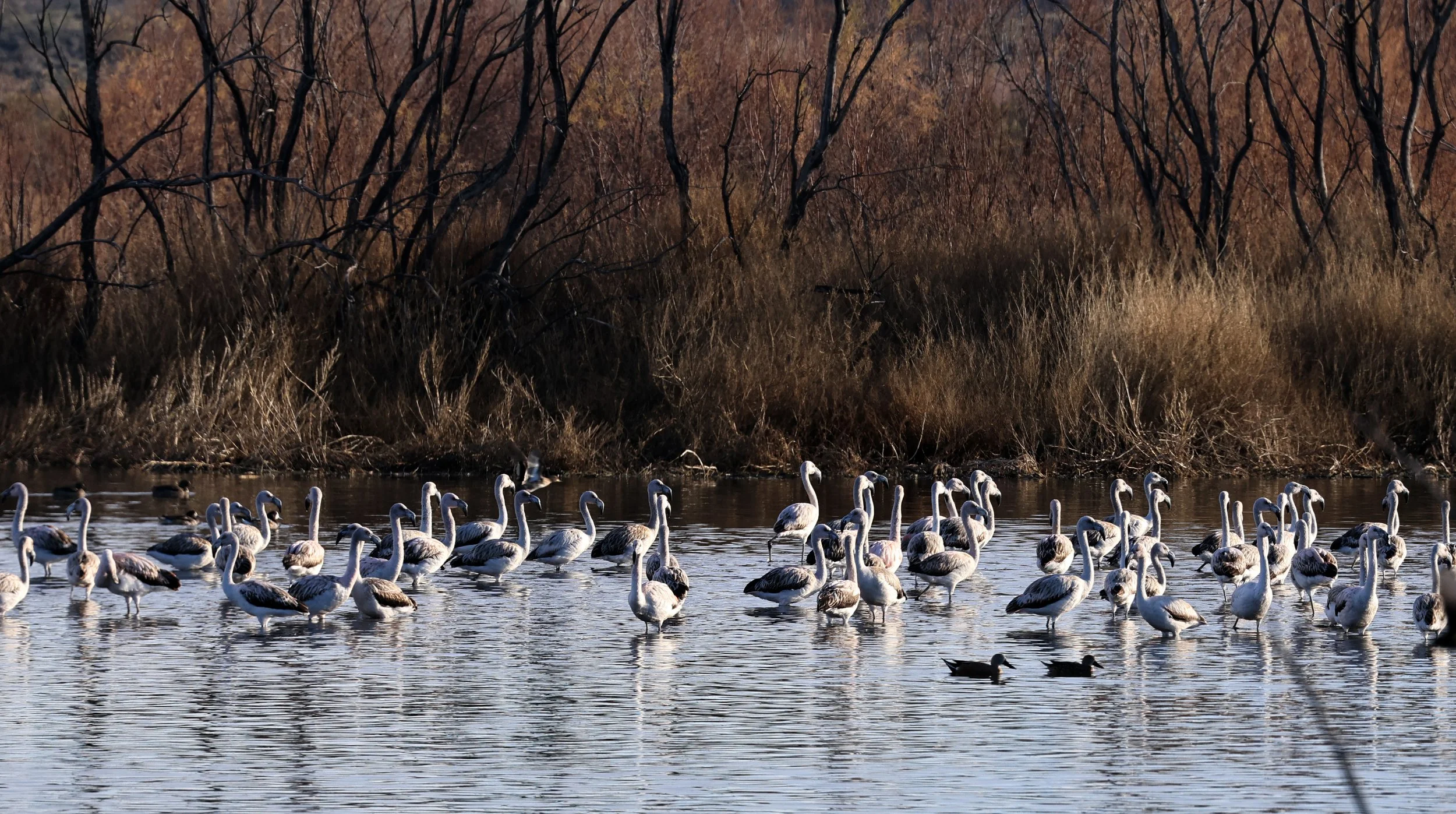 Chilean Flamingo (Phoenicopterus chilensis) Lagunas del Ornitólogo, Trelew Argentina (32).jpg