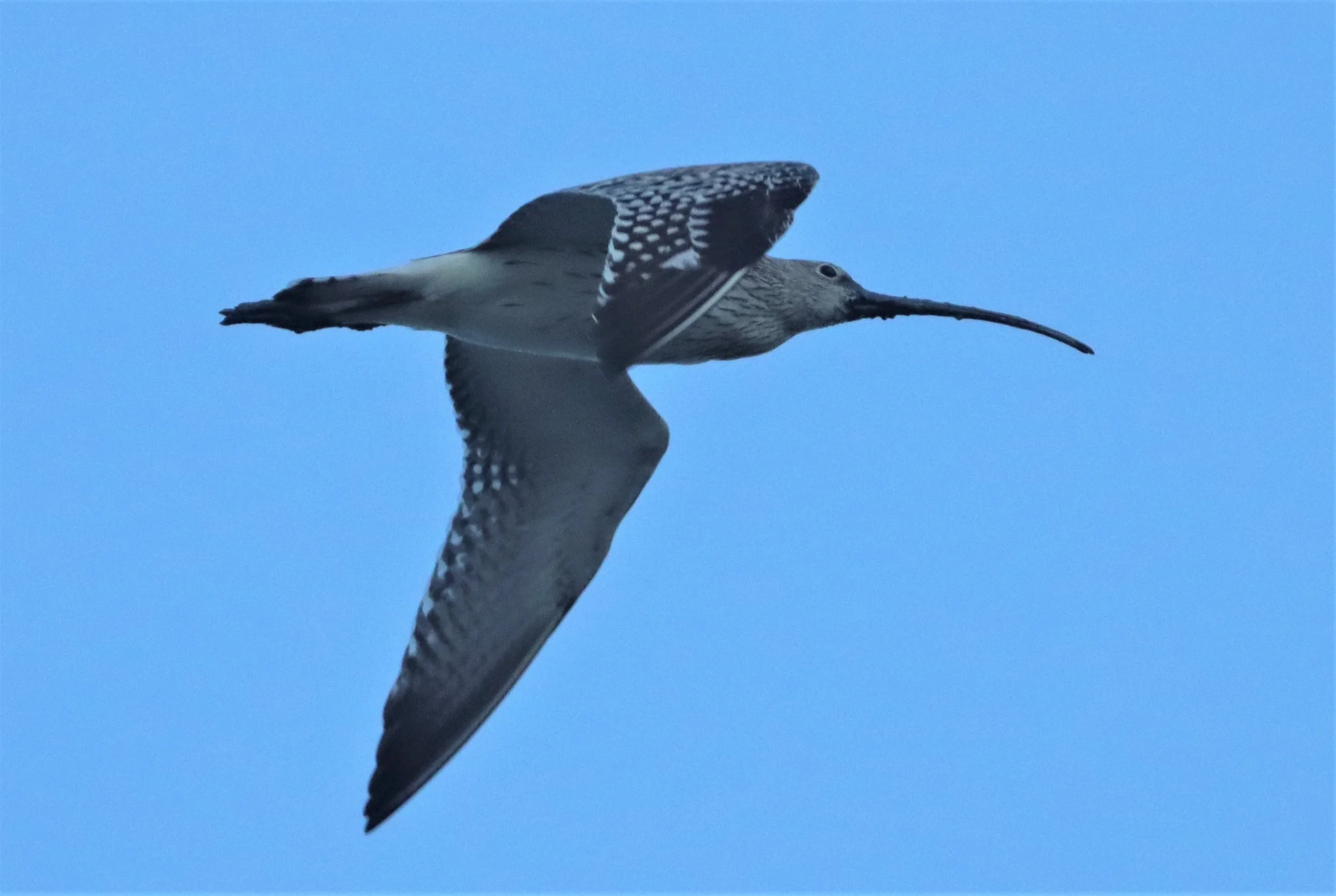 CURLEW - EURASIAN CURLEW - Numenius arquata - PAK THALE PETBURI (10).jpg