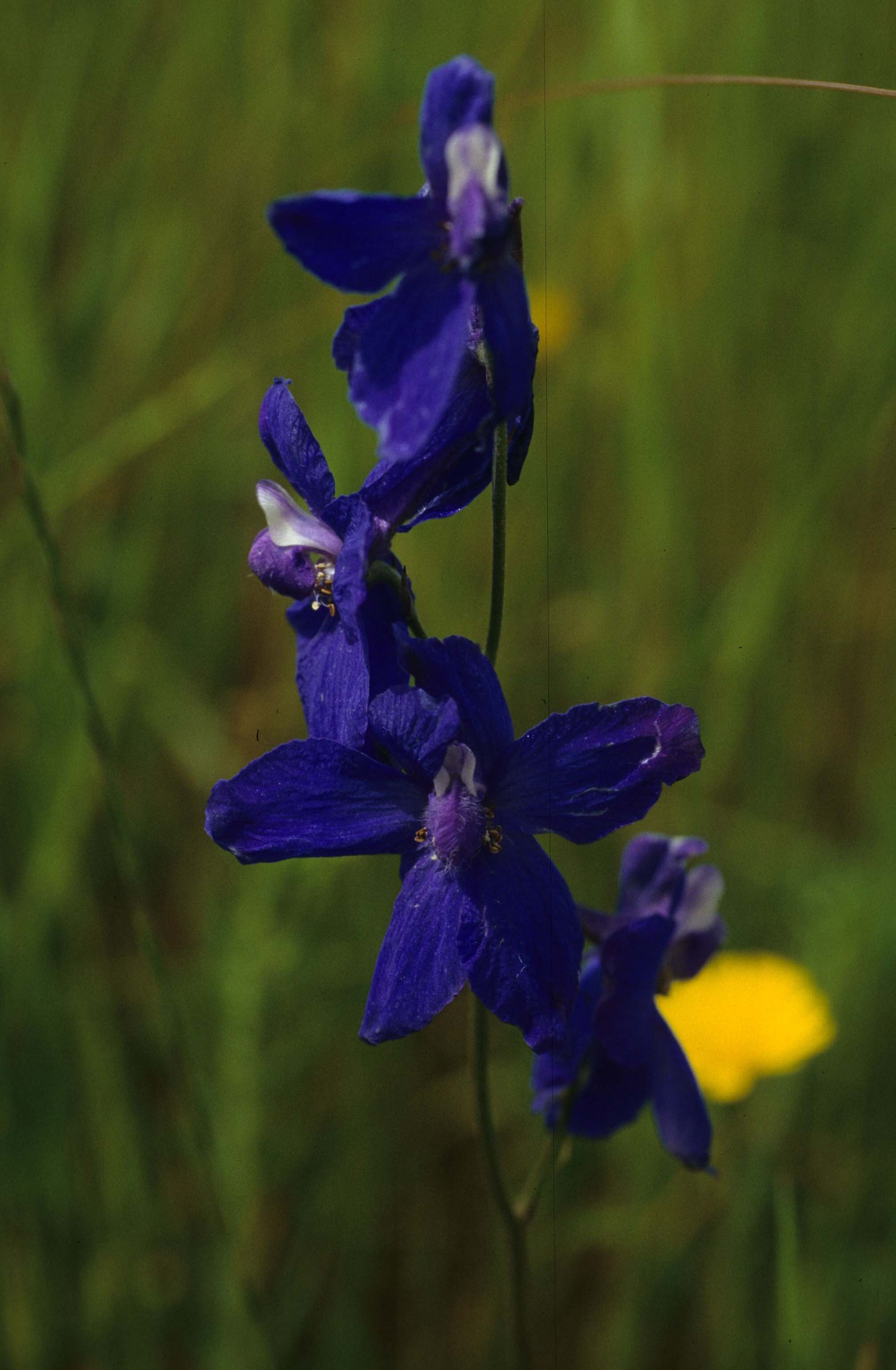 MONTANA - GLACIER - PLANT SPECIES B (2).jpg