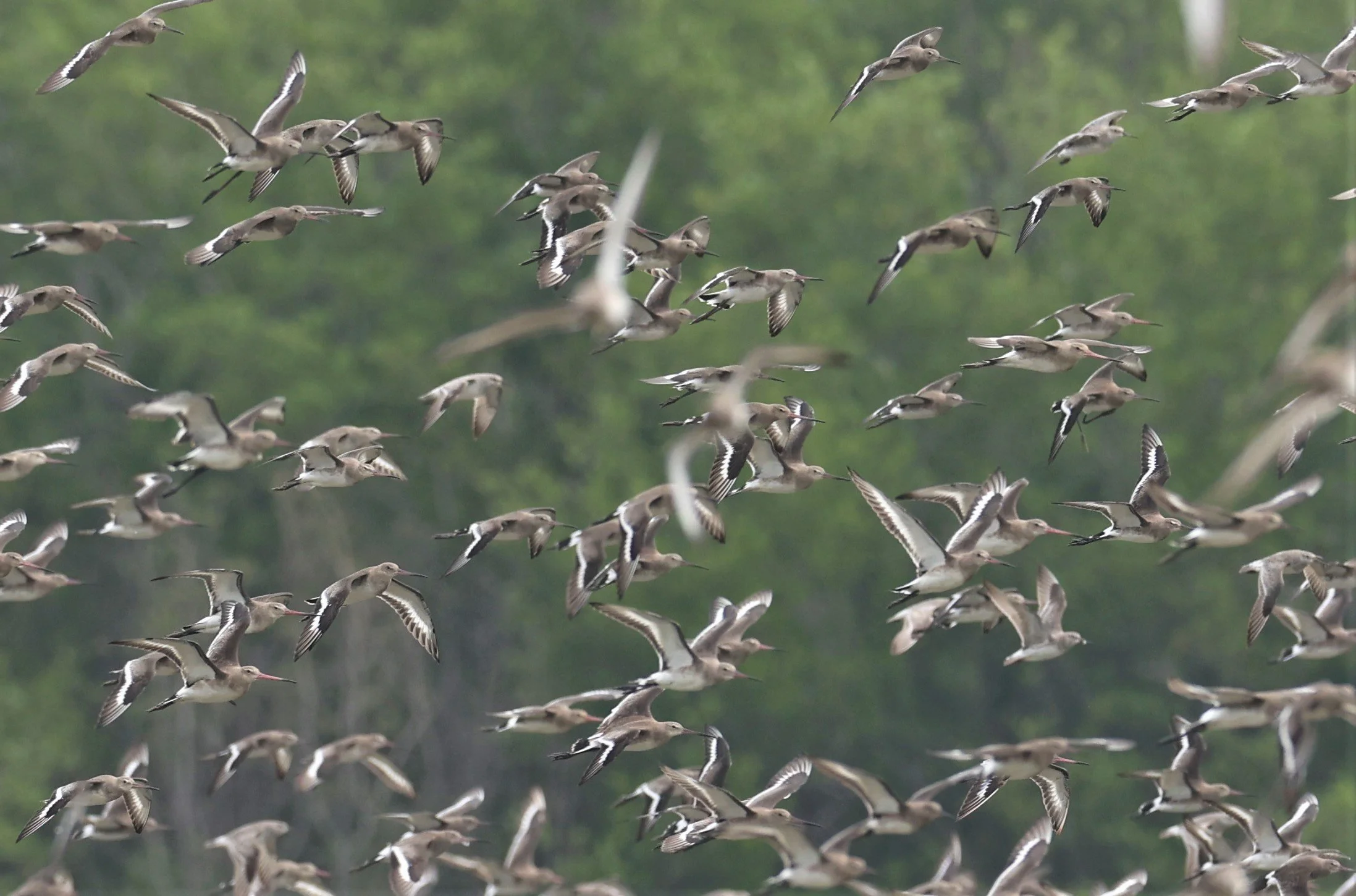 GODWIT - BLACK-TAILED GODWIT - Limosa limosa - BANG PU MANGROVE FOREST 14 NOVEMBER 2021 (20).jpg