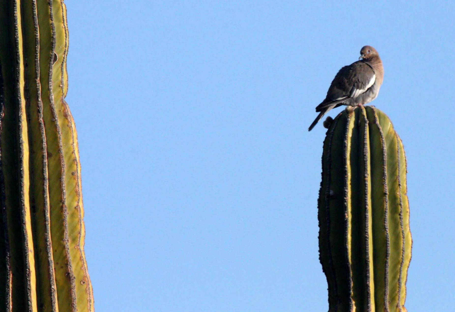 White-winged Dove (Zenaida asiatica) Isla Santa Catalina Baja Mexico (1).JPG