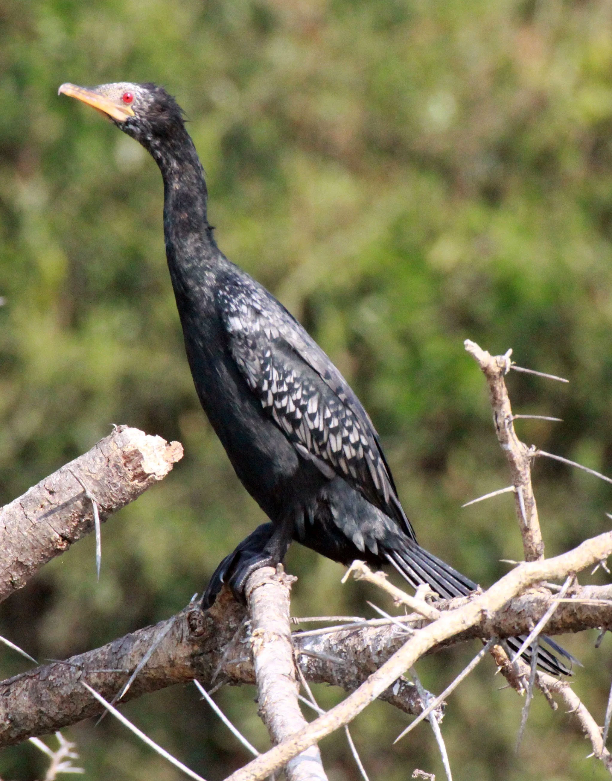  Microcarbo africanus - Reed Cormorant - Queen Elizabeth NP Uganda (5).JPG