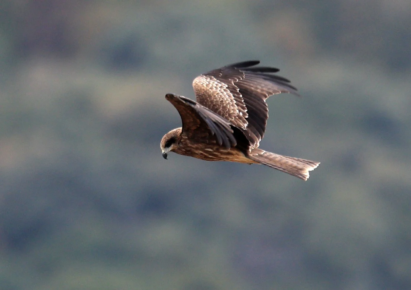Black Kite (Milvus migrans lineatus) Izumi Crane Park & Center, Izumi Kagoshima Kyushu Japan (12).jpg