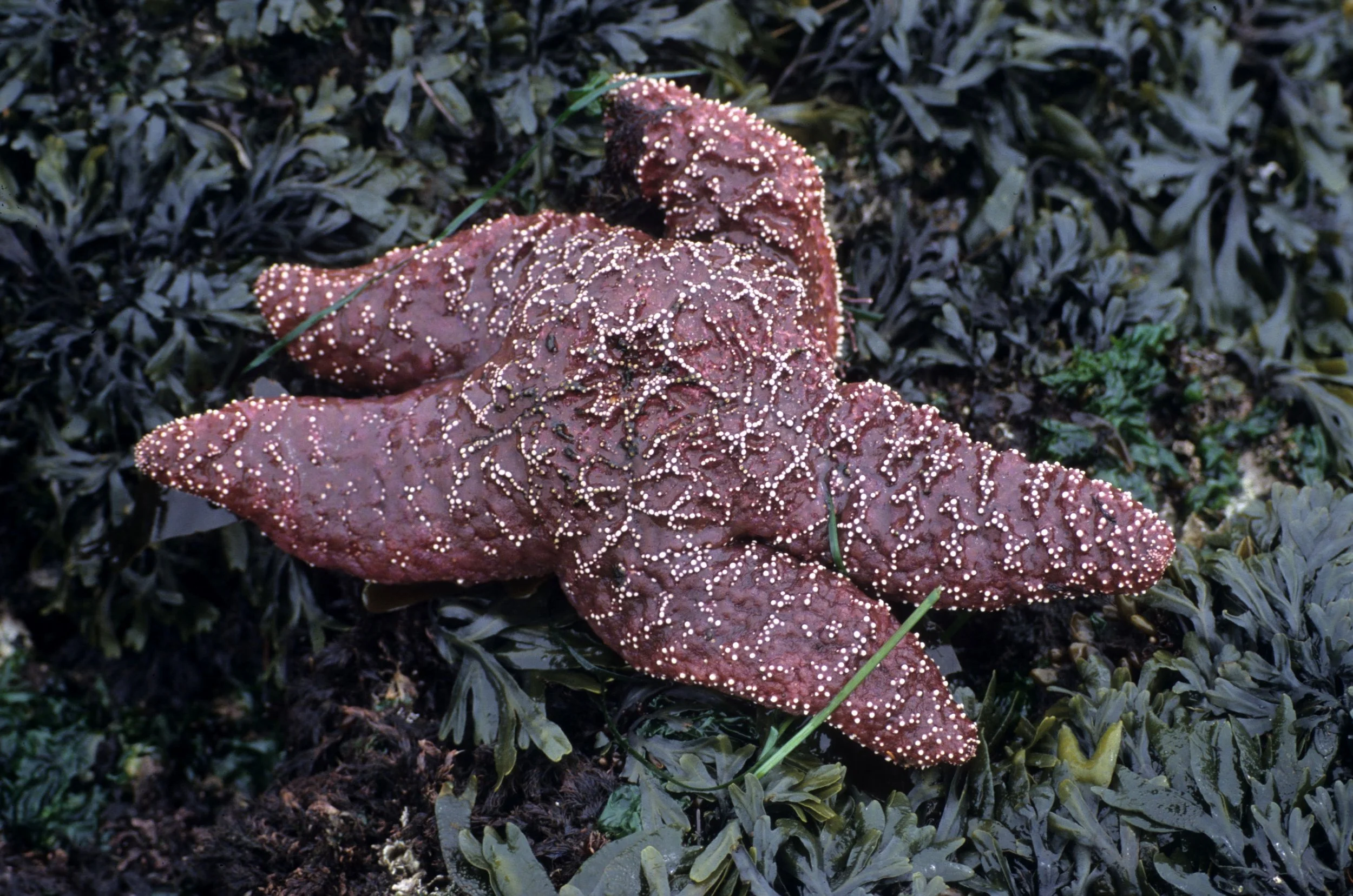 INVERTS - INTERTIDAL - ECHINODERM - PISASTER OCHRACEOUS - SALT CREEK (2).jpg