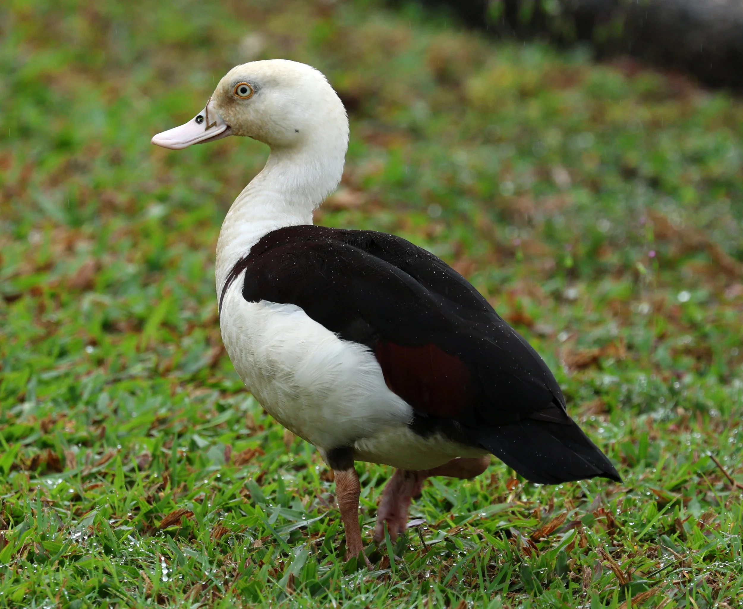 Radjah Shelduck (Tadorna radjah) Daintree Town, Daintree River - Queensland (9).jpg