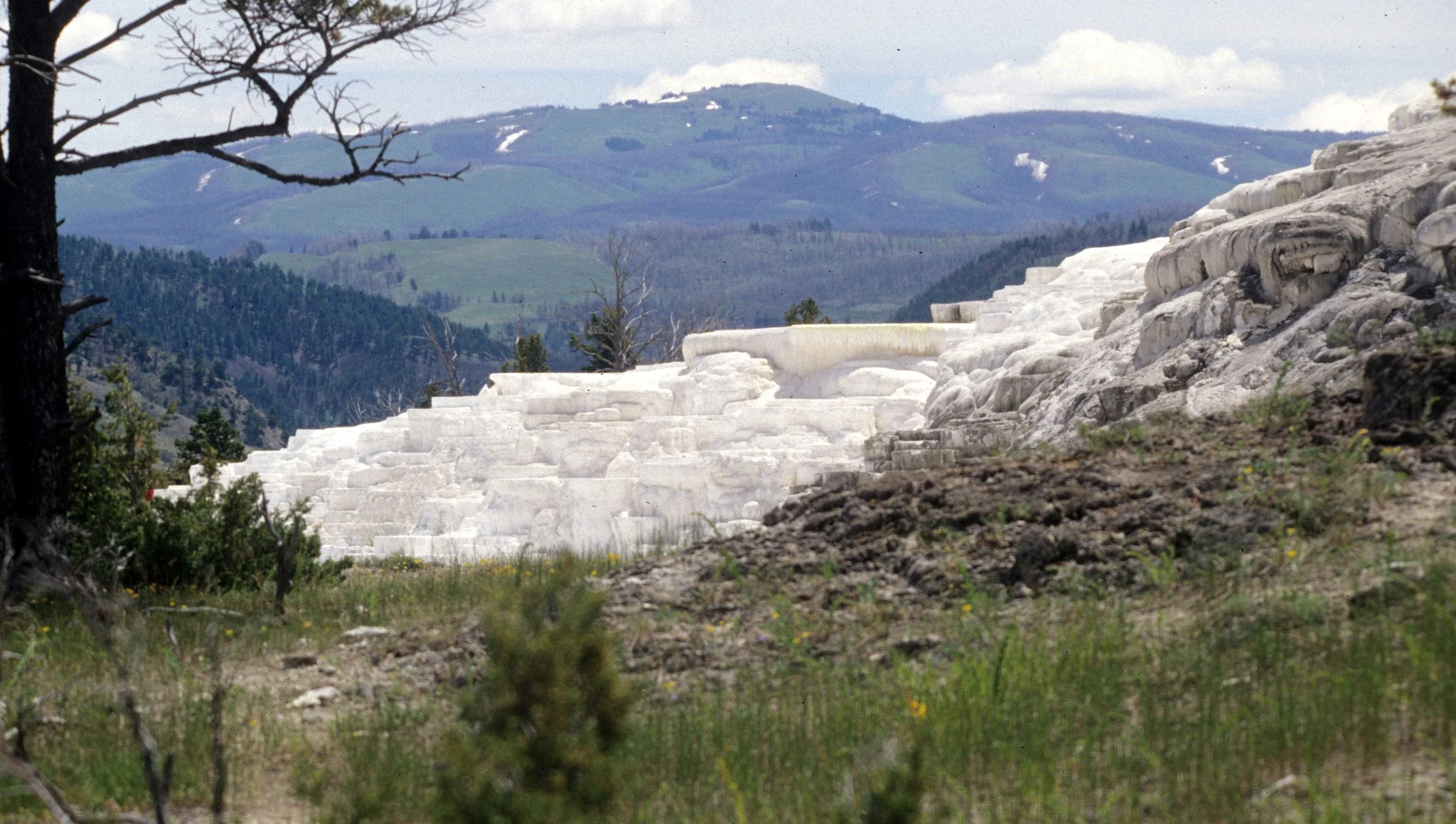 YELLOWSTONE - MAMMOTH HOTSPRINGS FF.jpg
