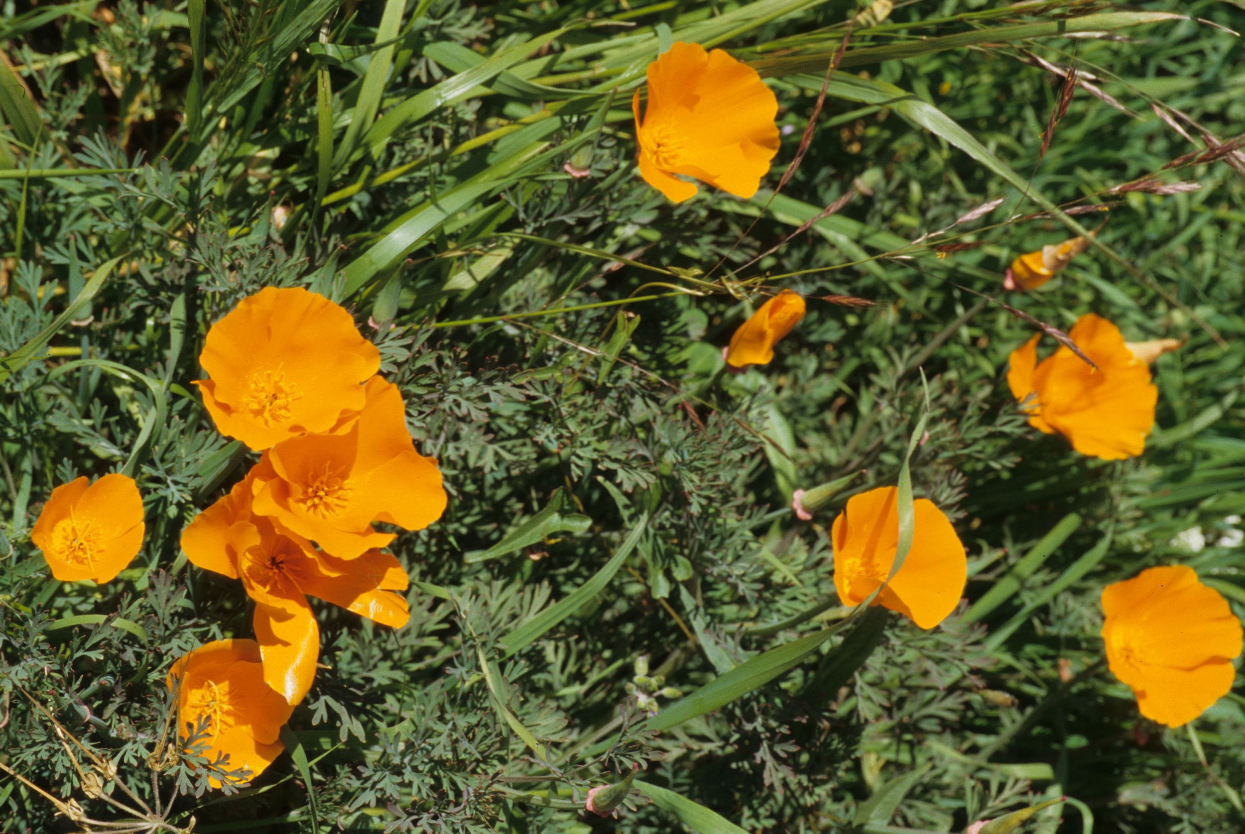 CALIFORNIA - BIG SUR - ESCHSCHOLZIA CALIFORNICA.jpg
