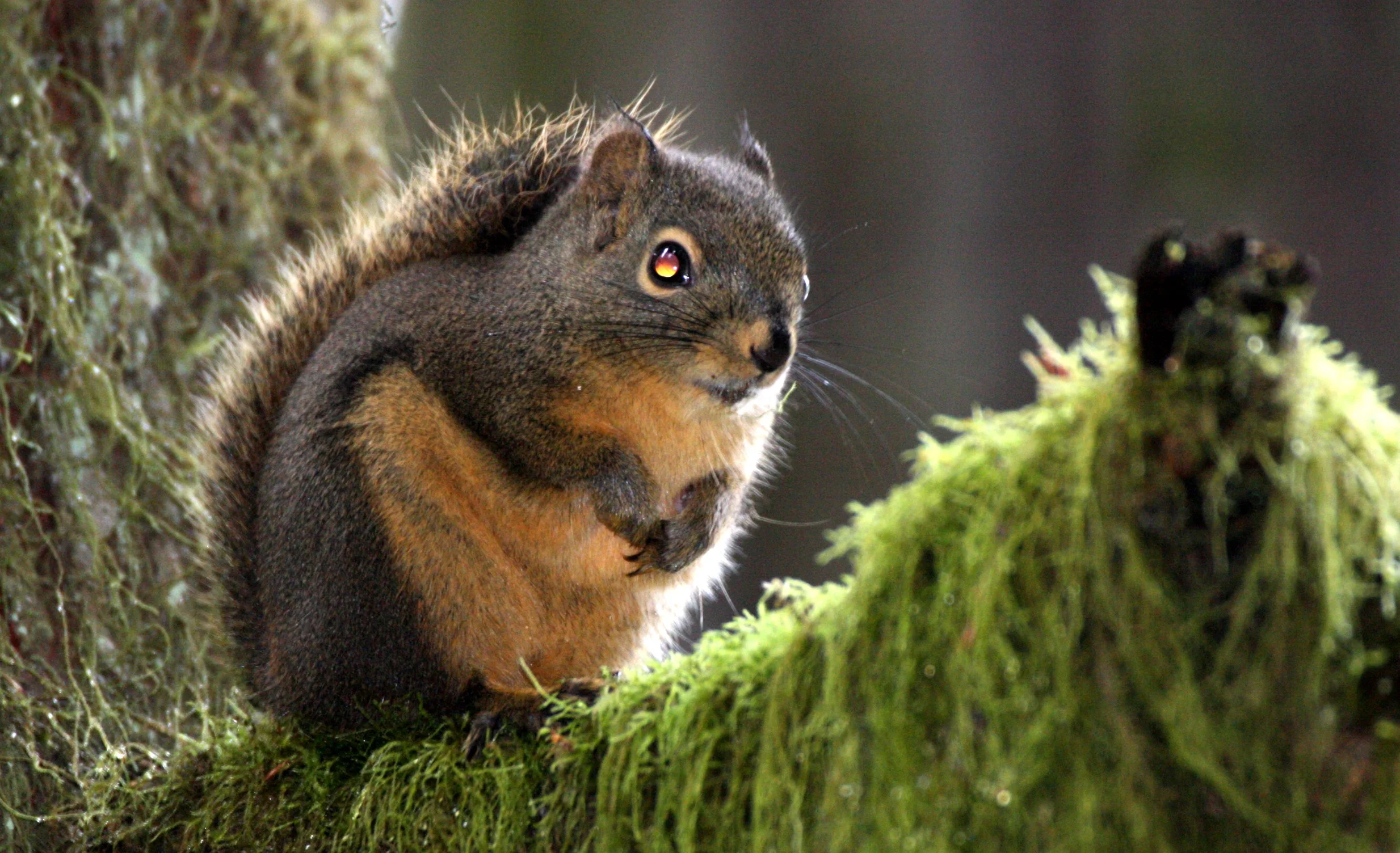 RODENT - SQUIRREL - DOUGLAS SQUIRREL - BARNES POINT ONP (10).JPG