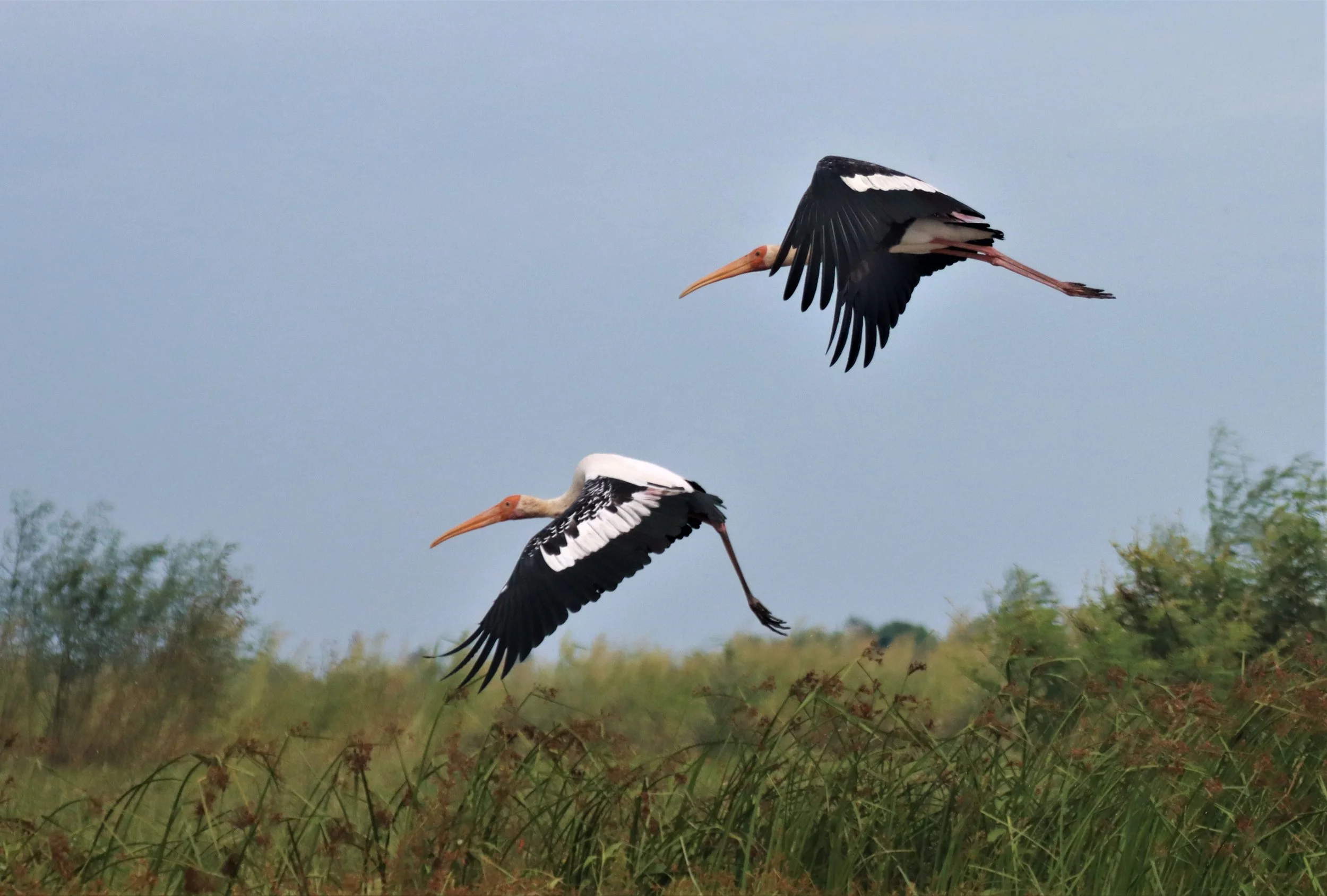 STORK - PAINTED STORK - Mycteria leucocephala - BUENG BORAPHET NAKHON SAWAN AUGUST 2021 (34).jpg