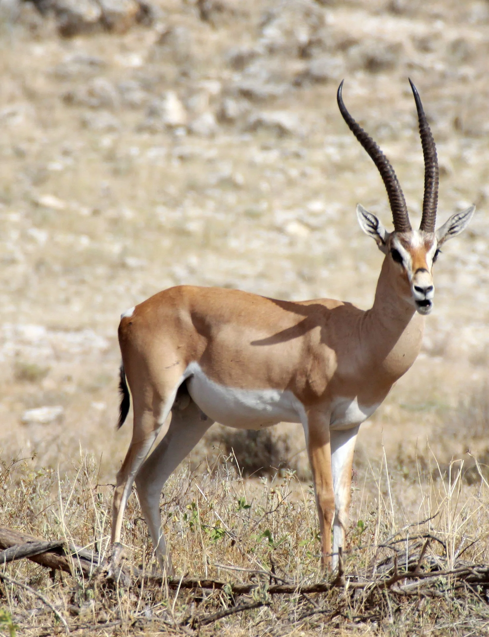 GAZELLE - NORTHERN GRANT'S GAZELLE - Nanger notata - BUFFALO SPRINGS RESERVE KENYA (2).JPG