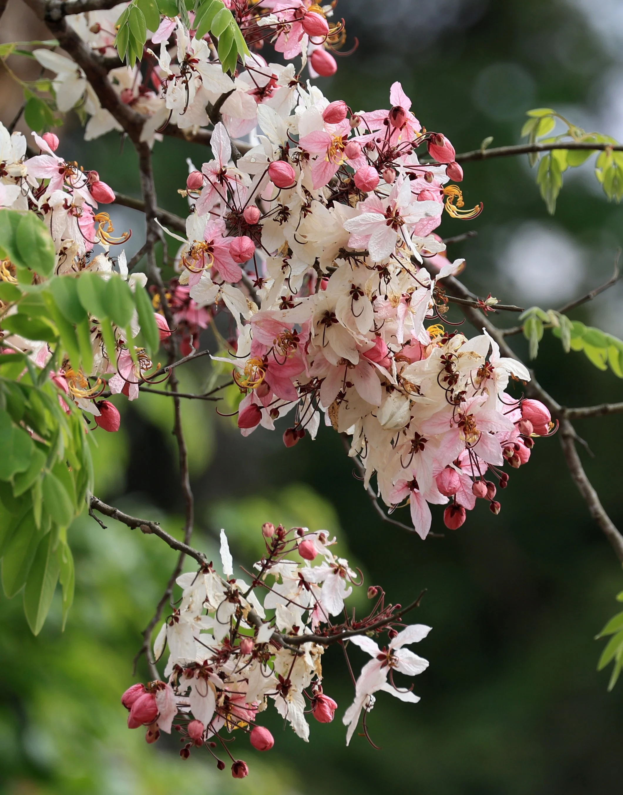 Pink Shower Tree (Cassia bakeriana or Cassia javanica). 