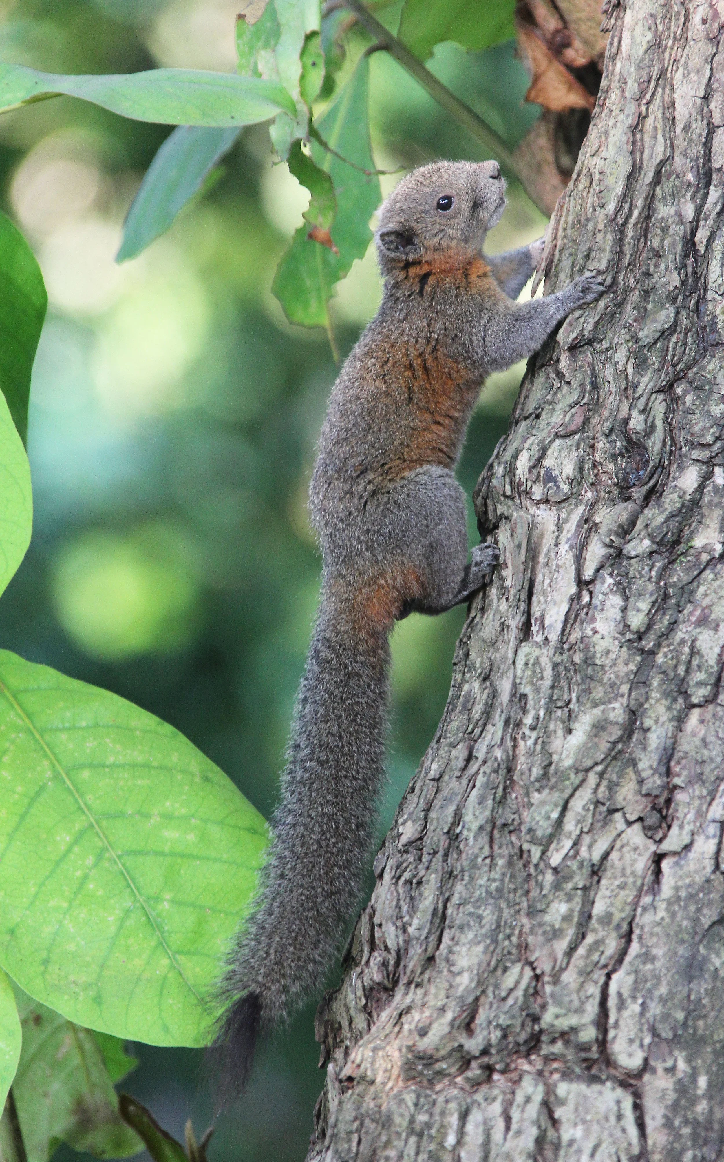 Callosciurus caniceps - ISLAND GREY-BELLIED SQUIRREL -SIMILAN ISLANDS FEB 8-13, 2015 THAILAND (315).JPG