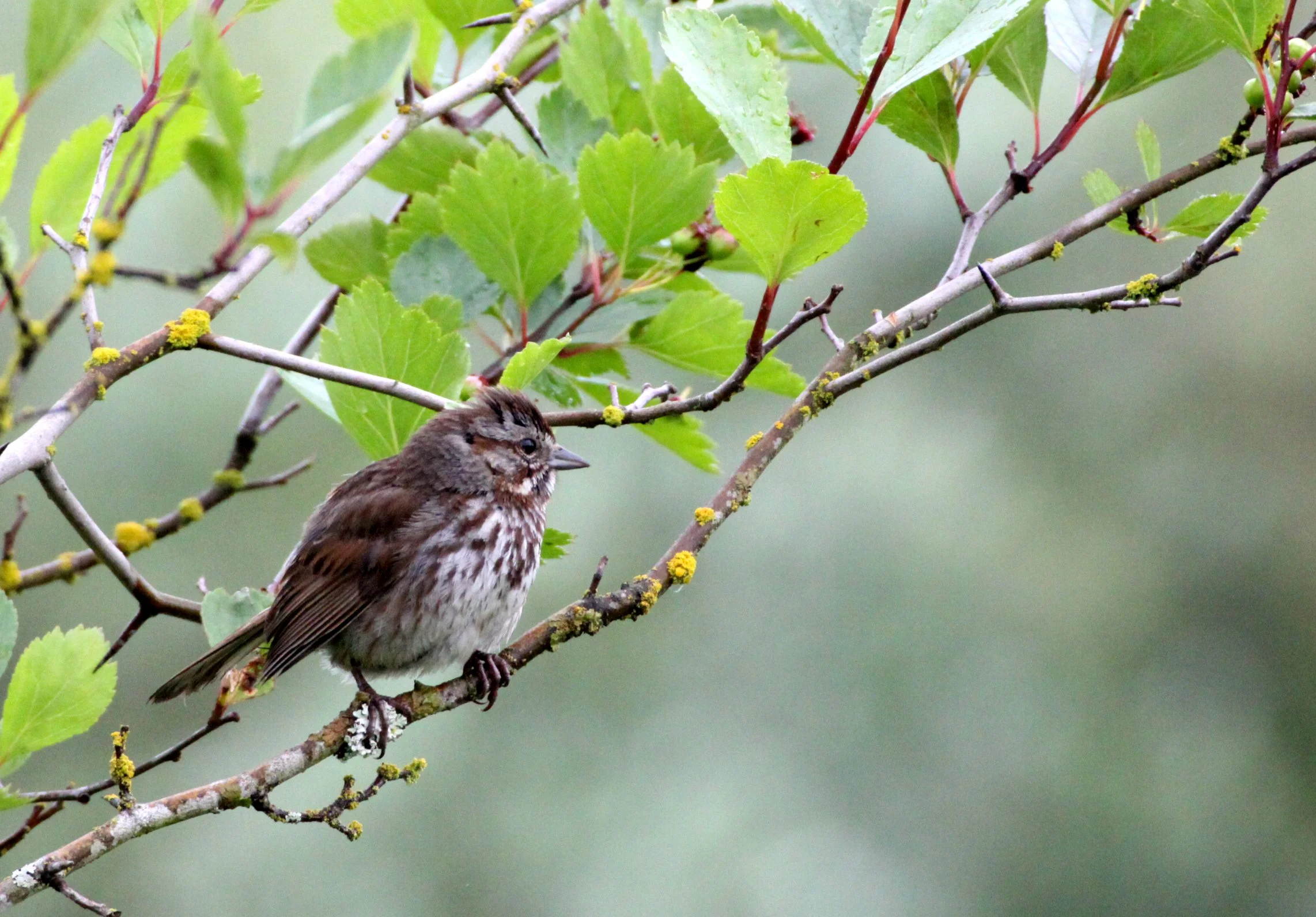 Song Sparrow (Melospiza melodia) Somemos Marsh Vancouver Island BC (1).JPG