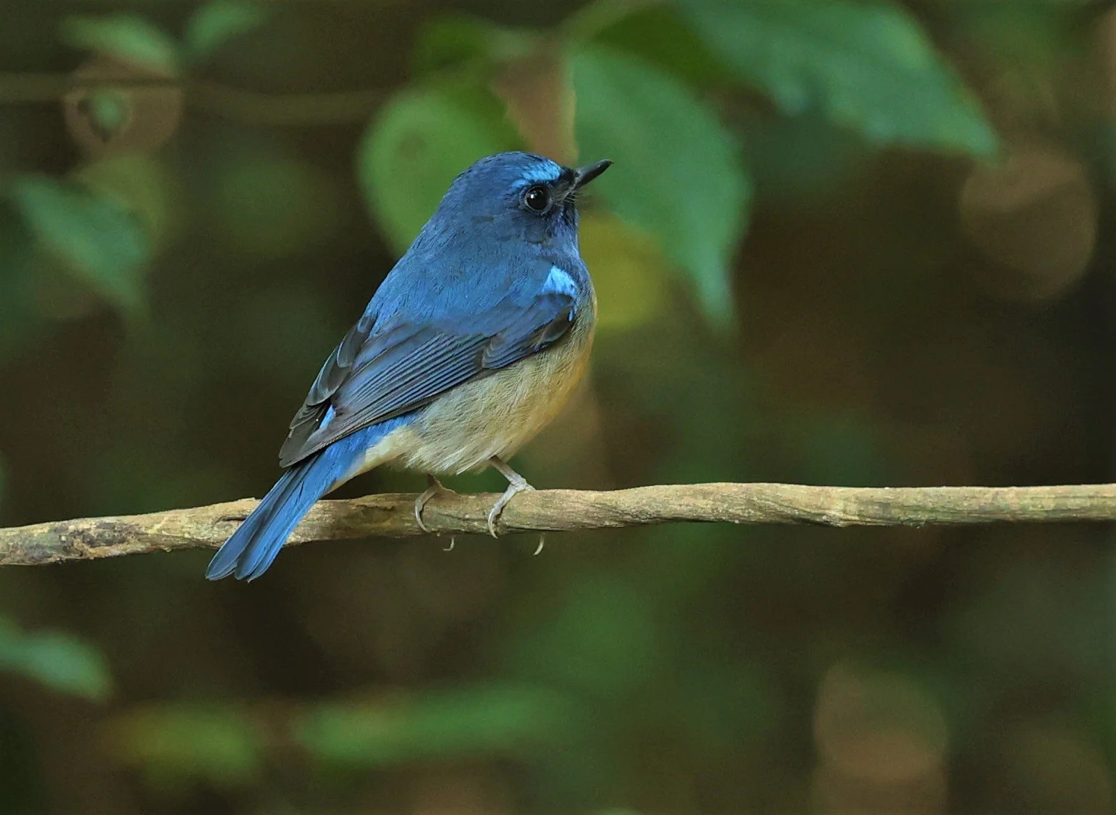FLYCATCHER - CHINESE BLUE FLYCATCHER - Cyornis glaucicomans - PETCHABURI PROVINCE - NUY HIDE NEAR KAENG KRACHAN JAN 2022 (15).jpg