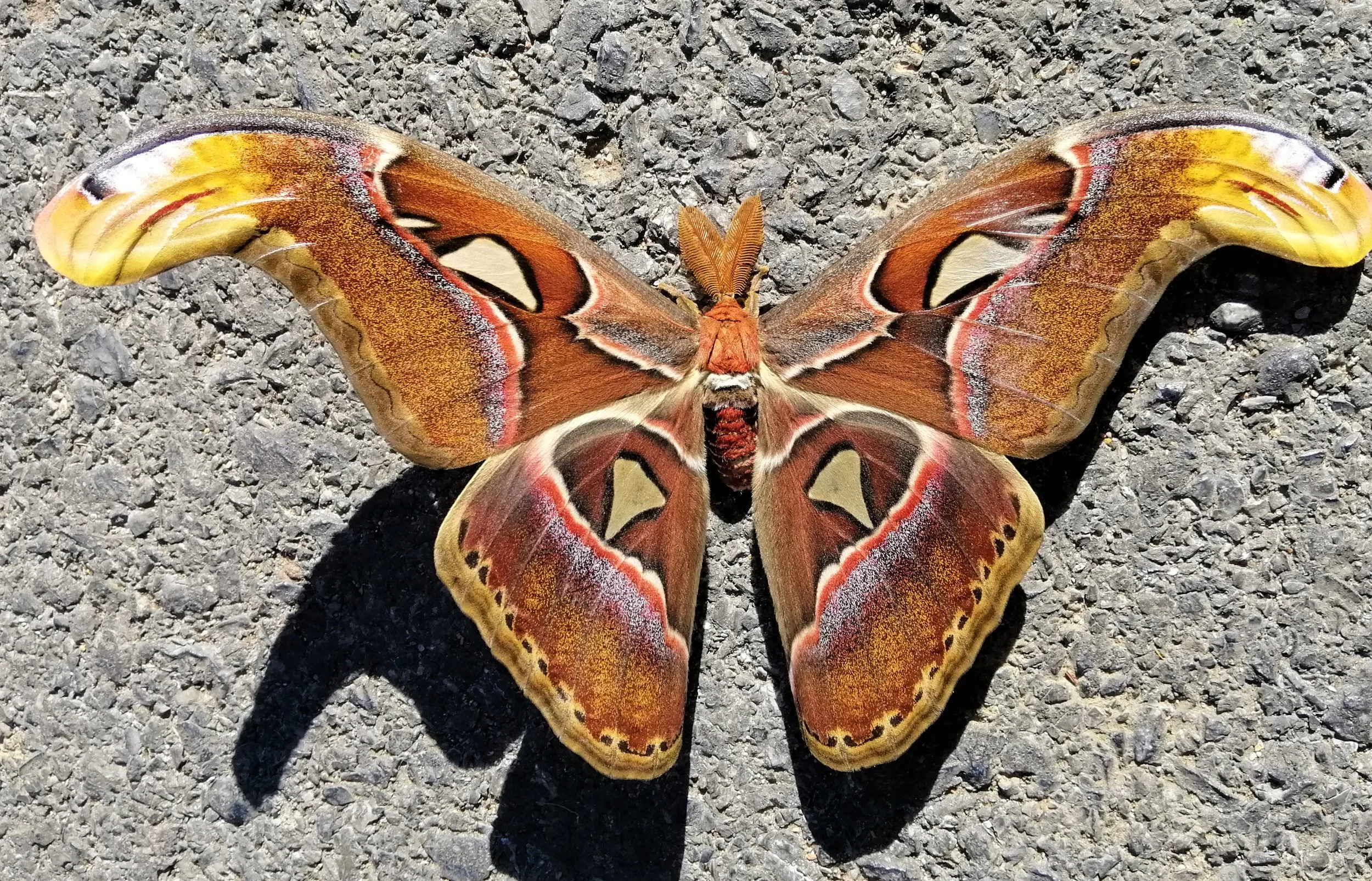 Family Saturniidae - Giant Silk Moths — Coke Smith Wildlife