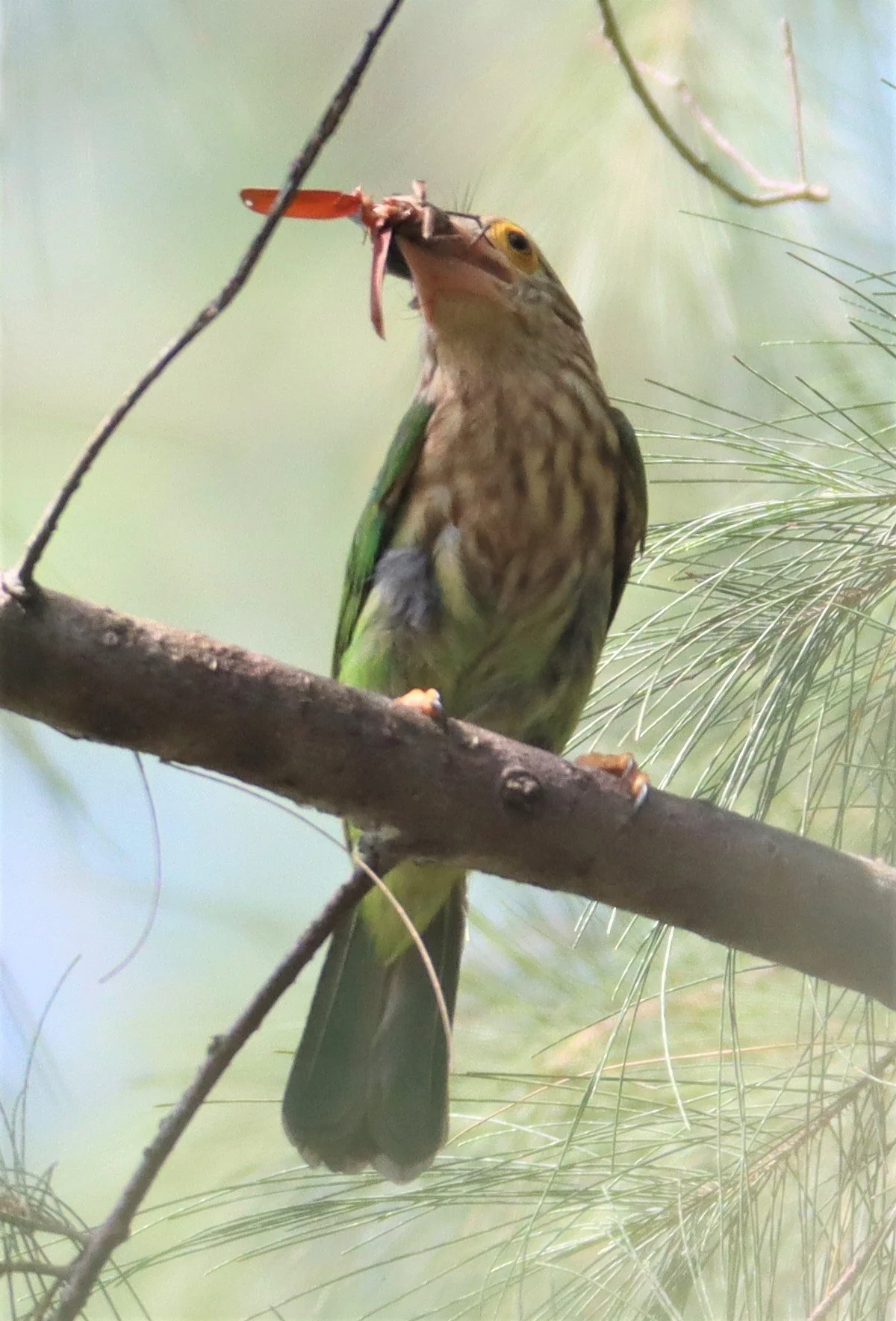 BARBET - LINEATED BARBET - Megalaima lineata - LAEM PAKARAM PHANG NGA (3).jpg