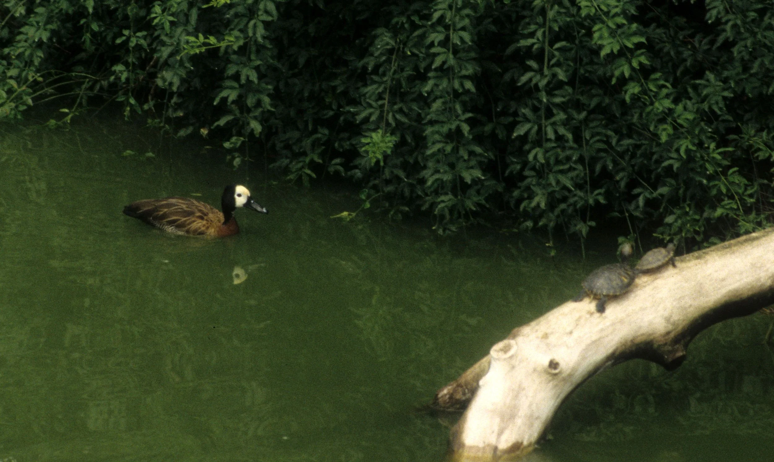 BIRD - DUCK - SPECIES A - CHINA.jpg