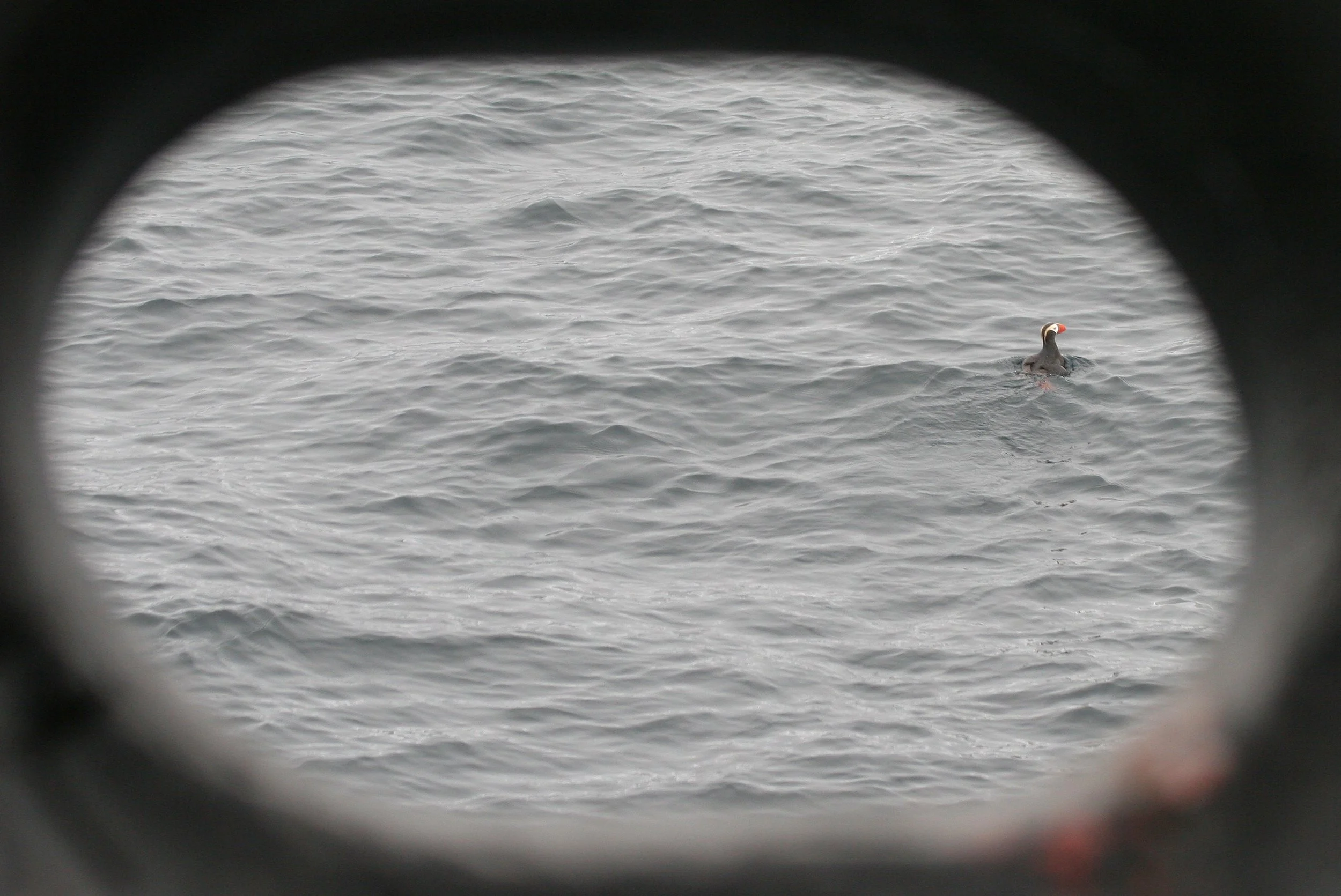 Fratercula cirrhata - TUFTED PUFFIN - IN KURIL ISLANDS STRAIT.jpg