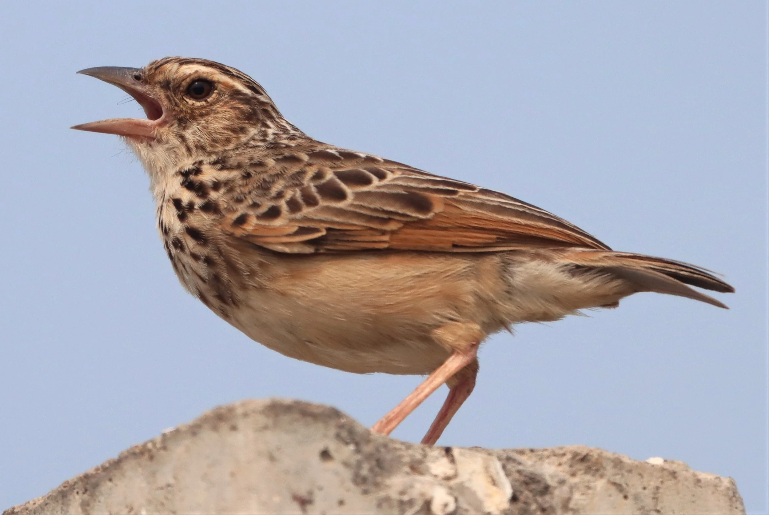 Indochinese Bushlark (Mirafra erythrocephala) Bang Khaem Wetlands Nakhon Pathom (3).jpg