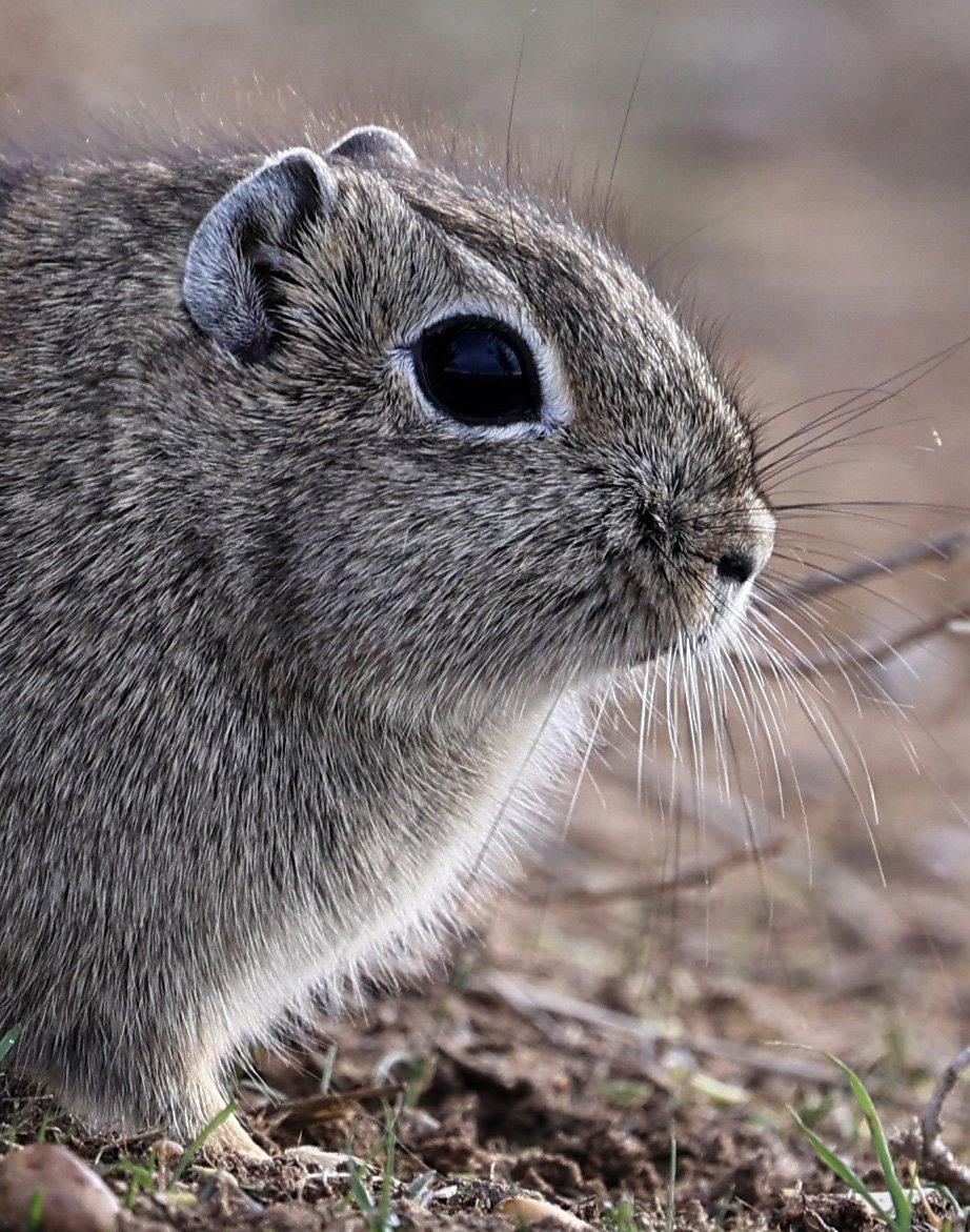 Southern Mountain Cavy (Microcavia australis) Valdes Peninsula, Chubut Province, Argentina Day 2 (1 (73).jpg