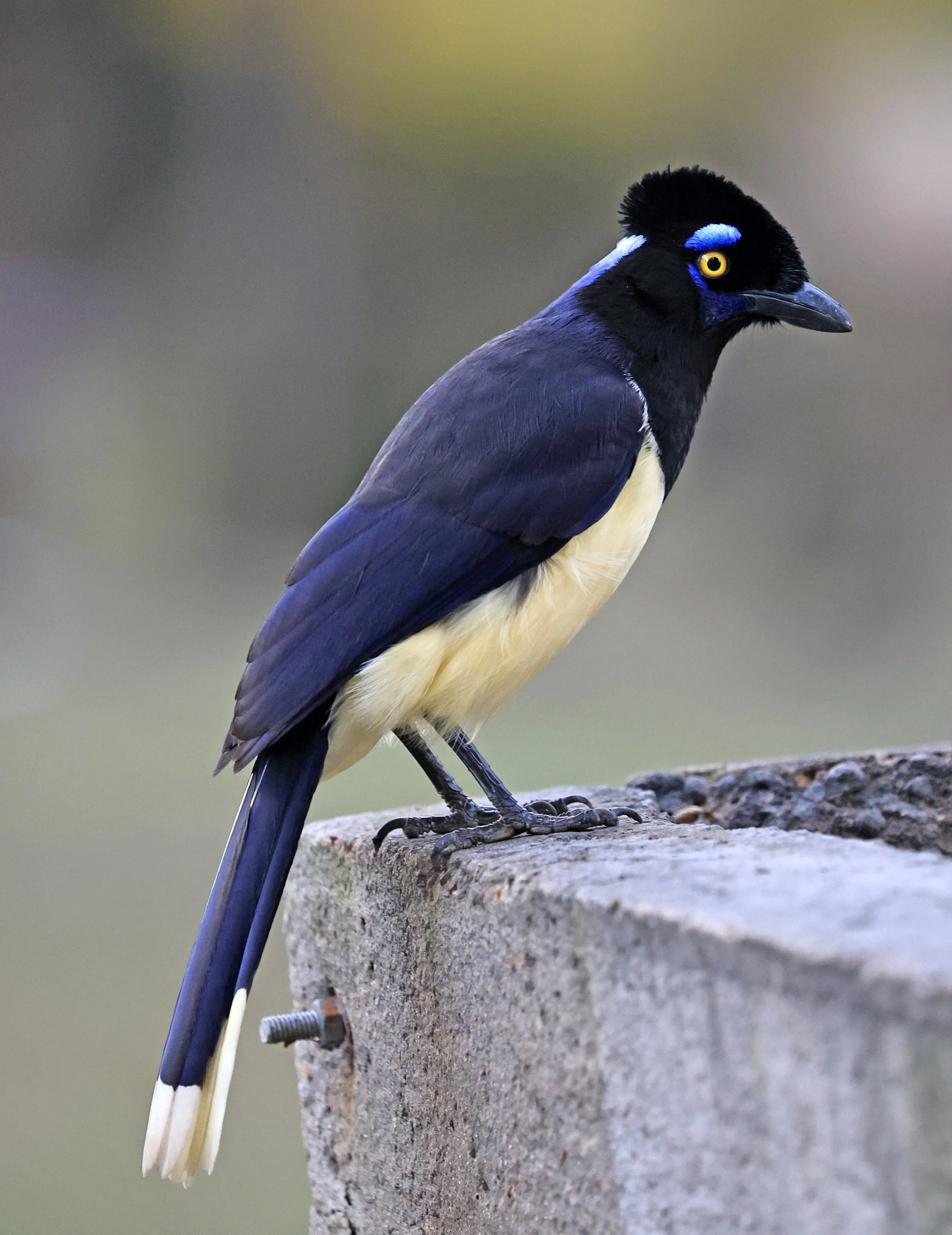 Plush-crested Jay (Cyanocorax chrysops) El Palmar National Park, Entre Rios, Argentina (18).jpg
