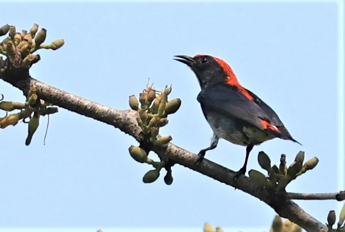 FLOWERPECKER - SCARLET-BACKED FLOWERPECKER - Dicaeum cruentatum - KRUNG CHING, KHAO LUANG NP NST, APRIL 2022 (10).jpg