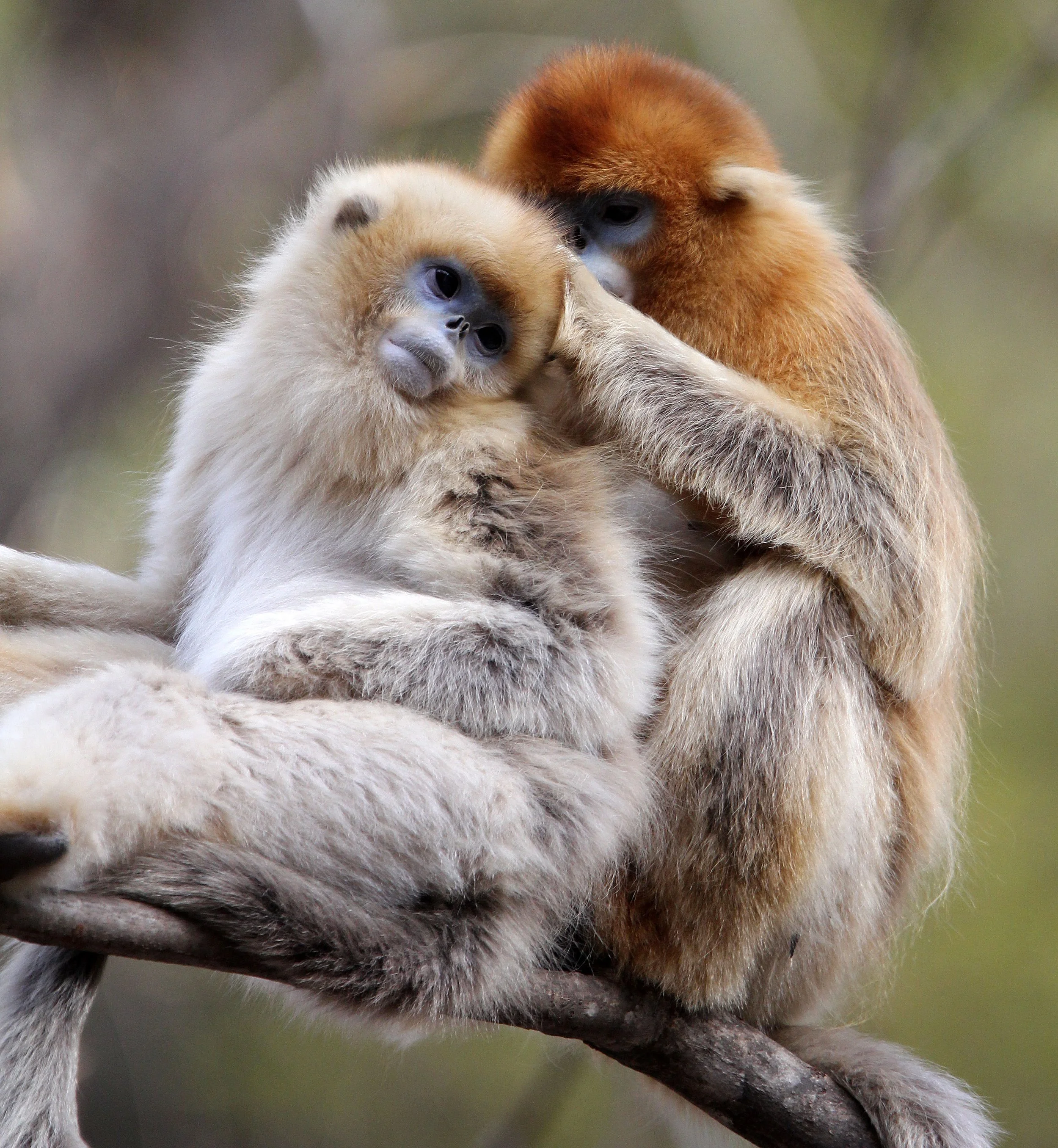 CERCOPITHECIDAE - Rhinopithecus roxellana qinlingensis - QINLING GOLDEN SNUB-NOSED MONKEY - FOPING NATURE RESERVE, SHAANXI CHINA (200).JPG