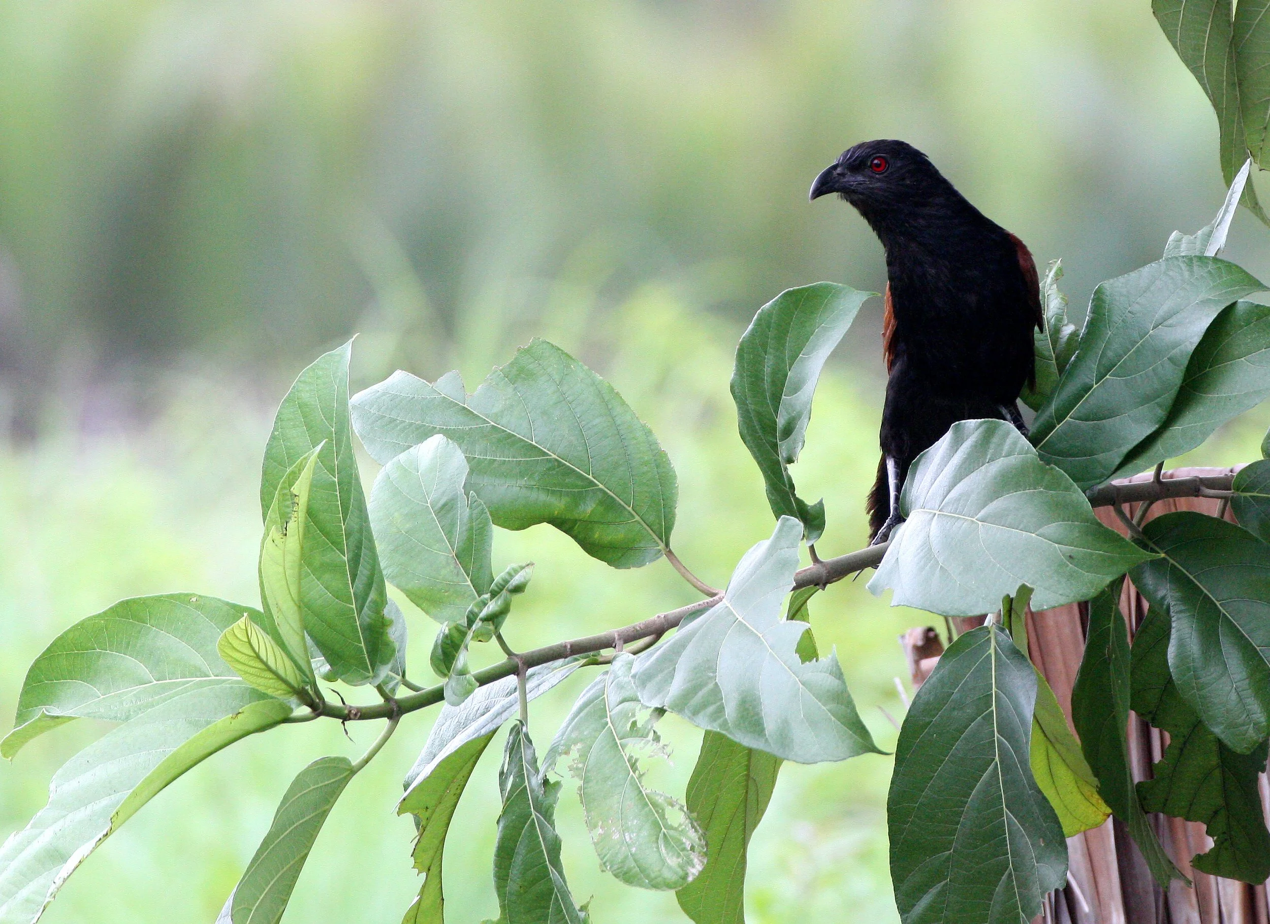Greater Coucal (Centropus sinensis) Koh Lanta Krabi Province Thailand (5).JPG