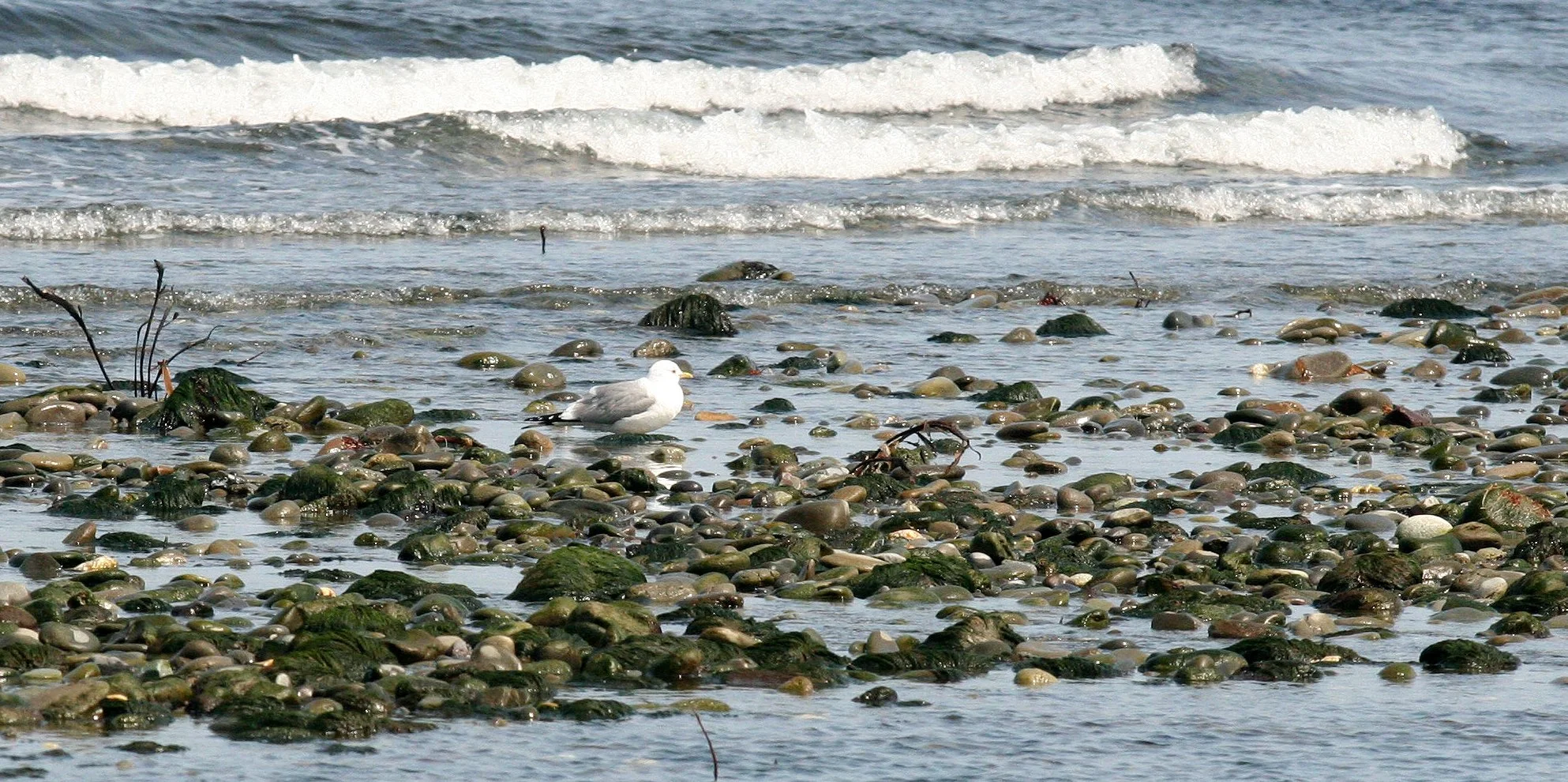 BIRD - GULL - MEW GULL - MOUTH OF ELWHA - SOM'S.JPG
