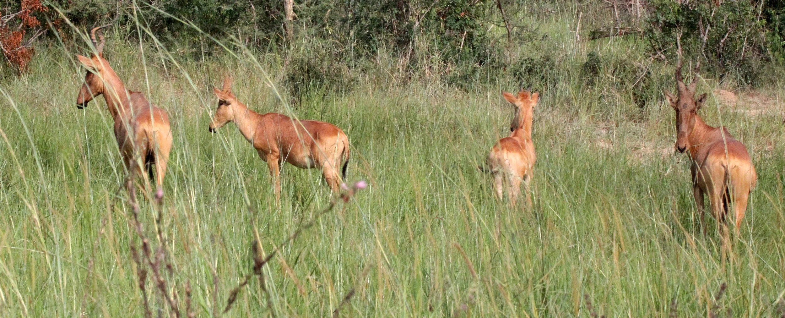 HARTEBEEST - LELWEL'S (JACKSON'S) HARTEBEEST - Alcephalus lelwel - MURCHISON FALLS NP UGANDA (28).JPG