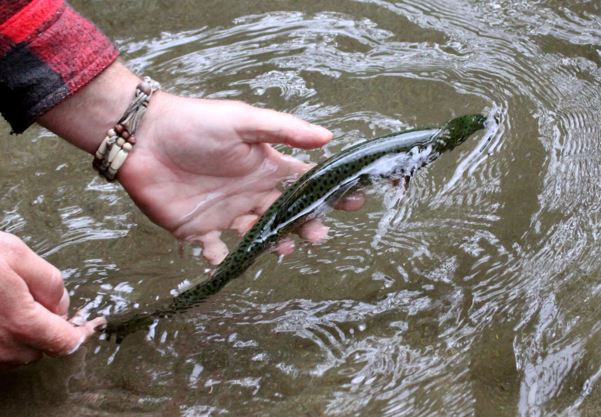 FISH - CUTTHROAT TROAT - CAUGHT BY JEAN PIERRE - THOMPSON SOUND BC - TRAPPER RICKS (5).JPG