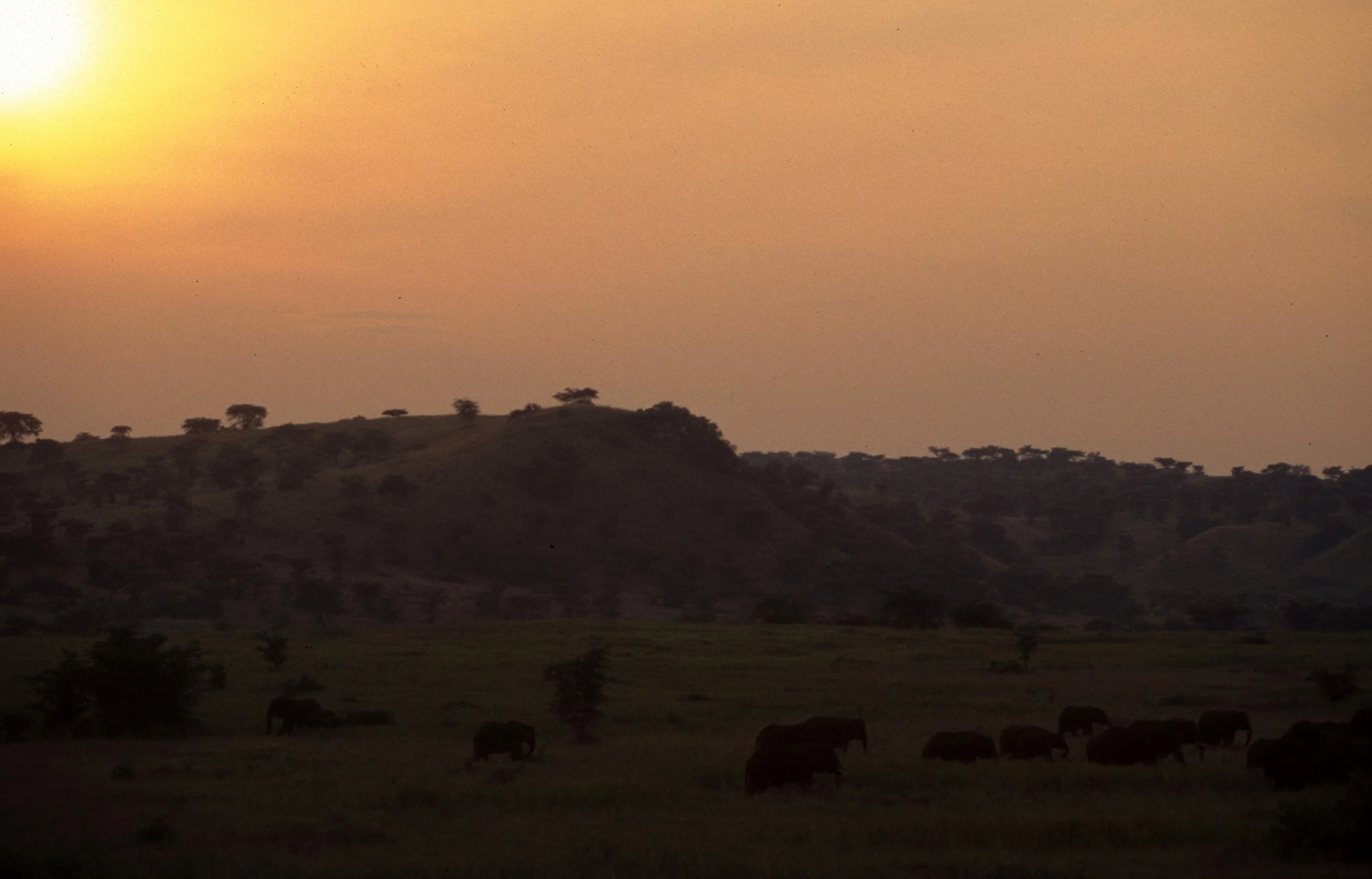 ELEPHANT - UGANDA 11.jpg