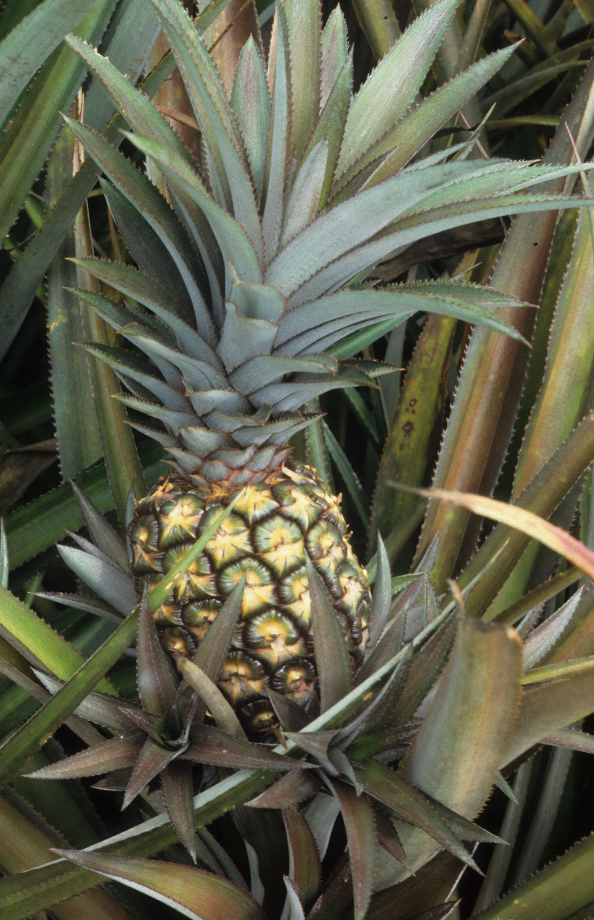HAWAII - PINEAPPLE - DOLE PLANTATION.jpg