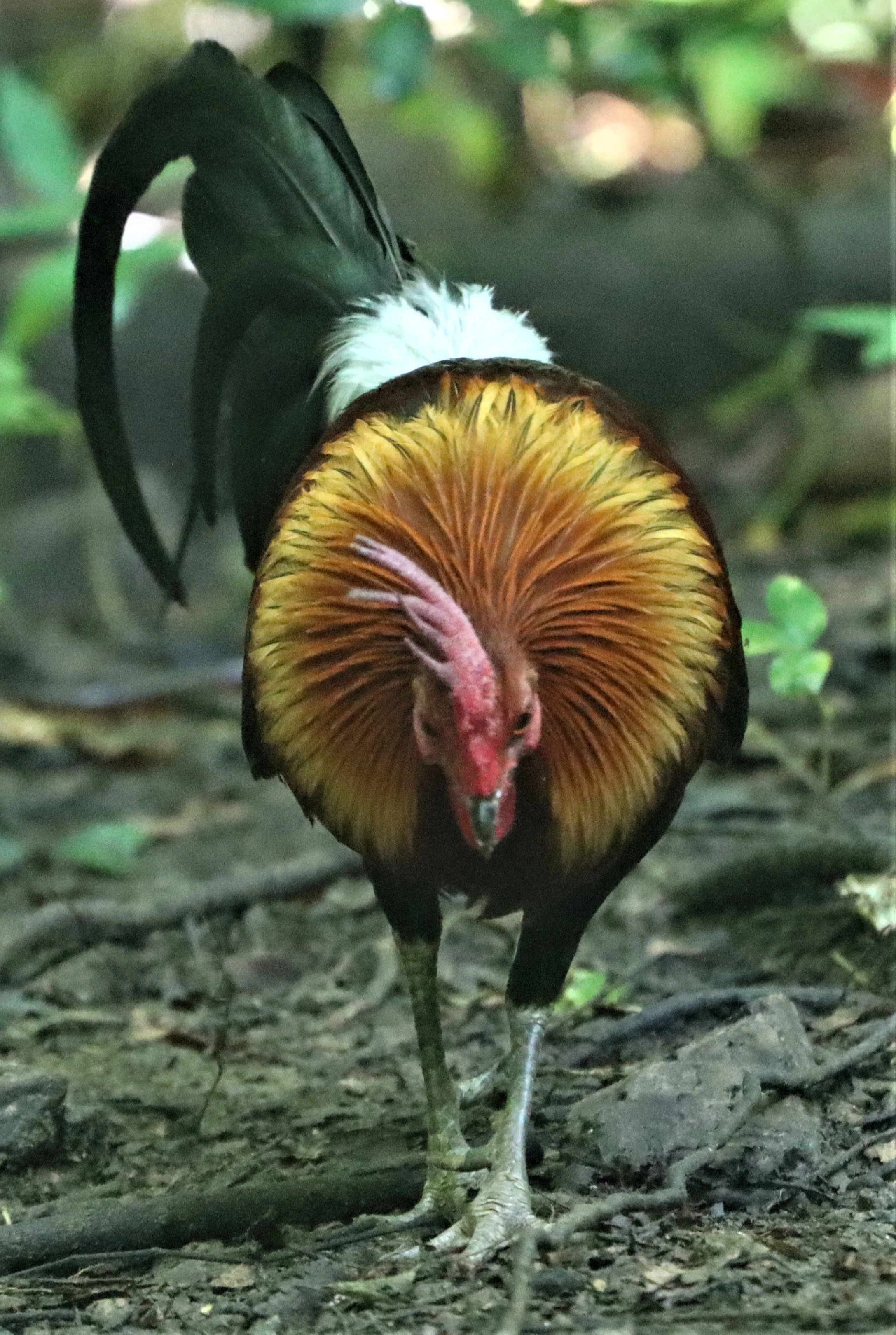 RED JUNGLE FOWL - Gallus gallus - LUNG SIN HIDE, KAENG KRACHAN MAY 2021 (18).jpg