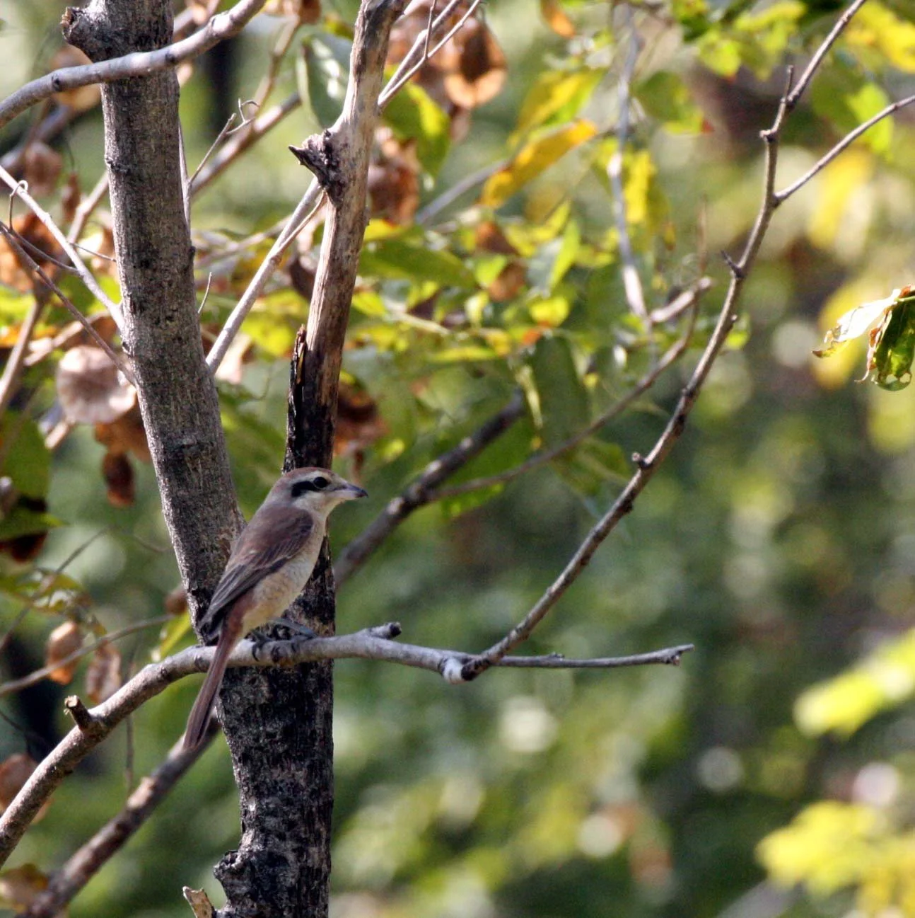 Brown Shrike (Lanius cristatus) Lumpini Park Bangkok (16).JPG