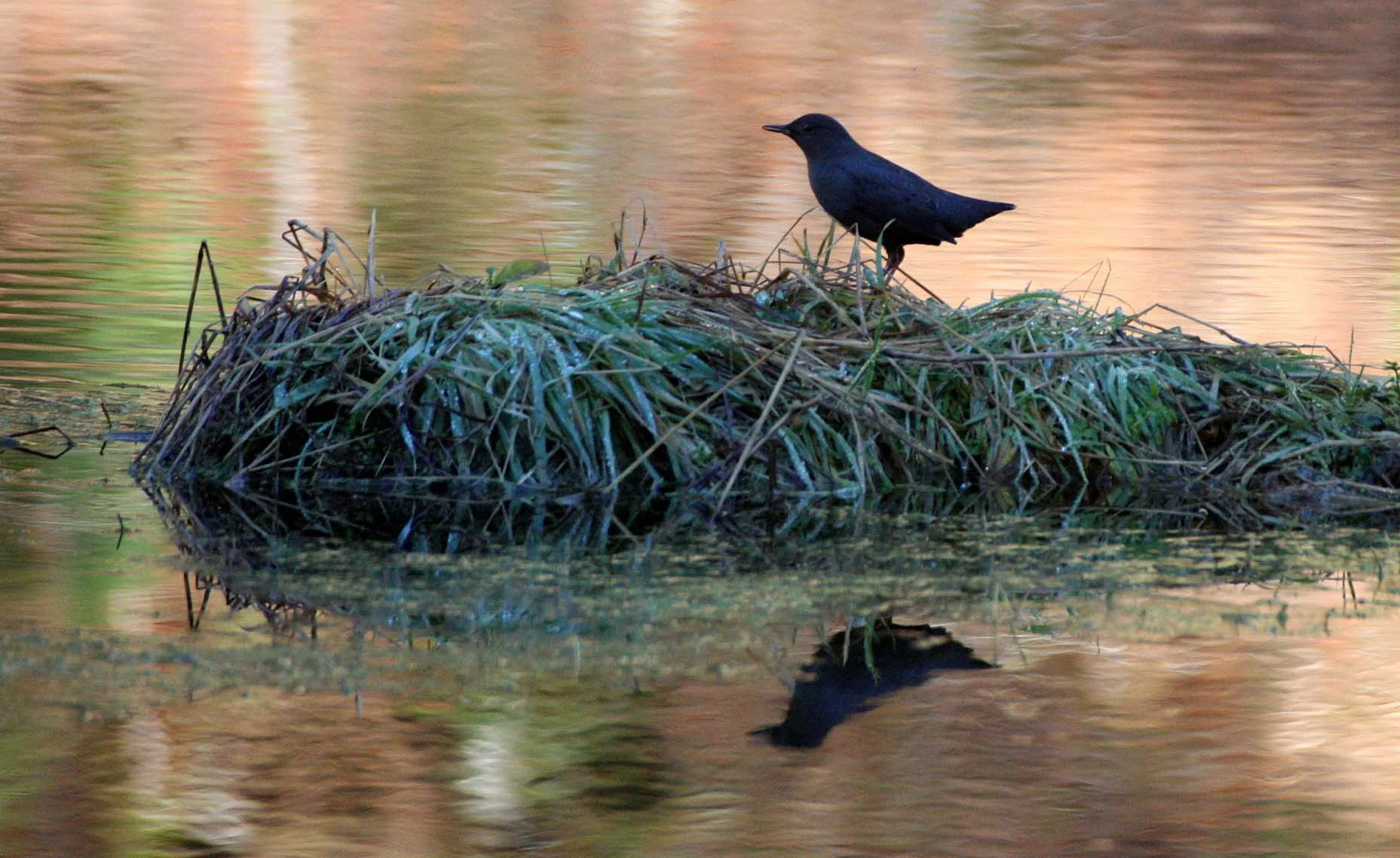 American dipper (Cinclus mexicanus) Hoh Rainforest Washington State (25).JPG