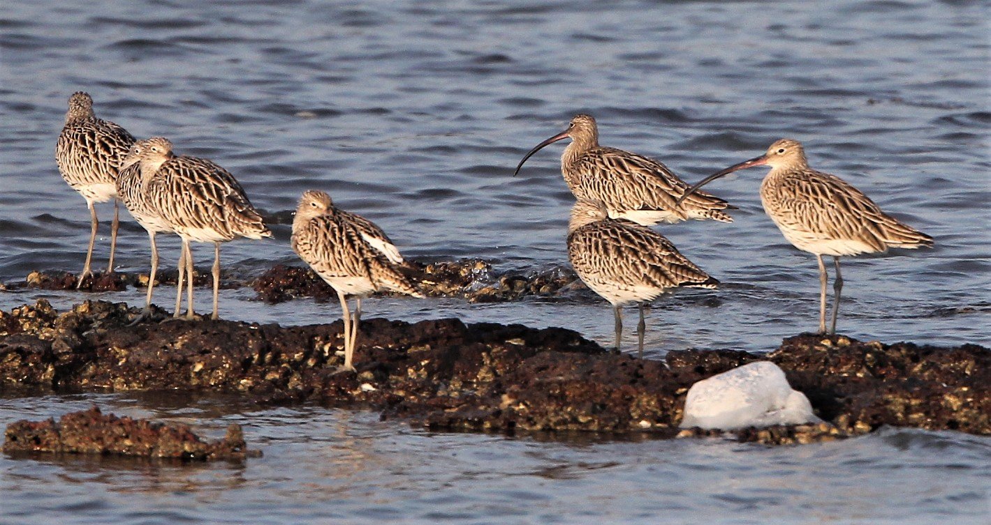 CURLEW - EURASIAN CURLEW - Numenius arquata - LIBONG ISLAND, TRANG PROVINCE THAILAND (5).jpg