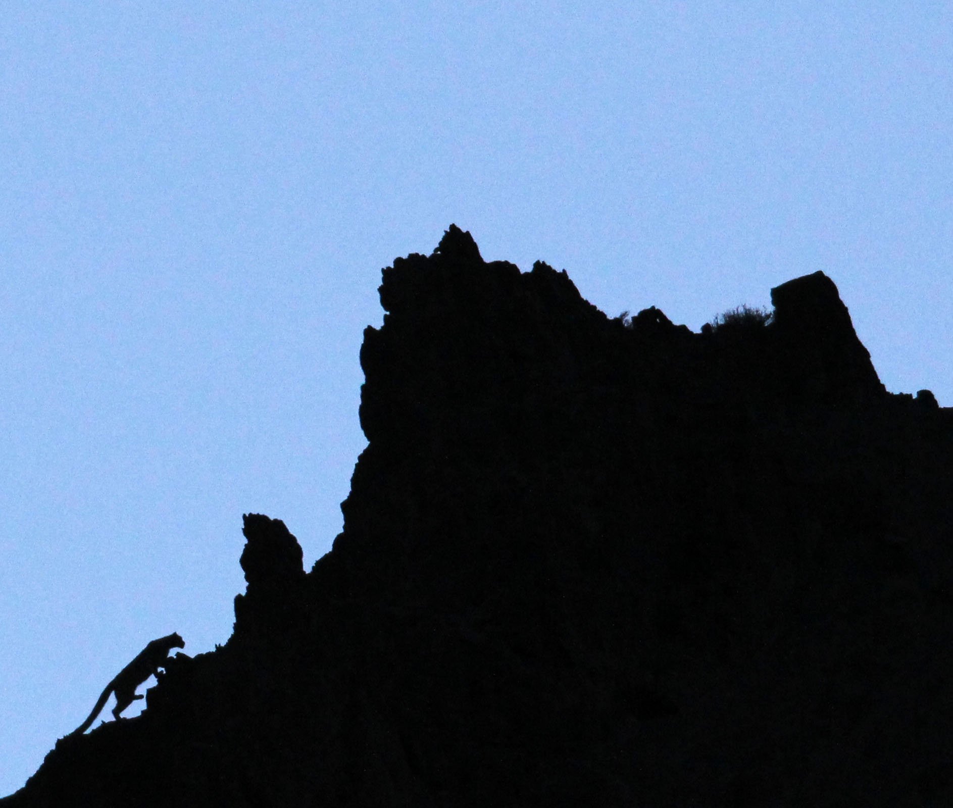 Panthera uncia - SNOW LEOPARD SELECT - HEMIS NP INDIA (37).JPG