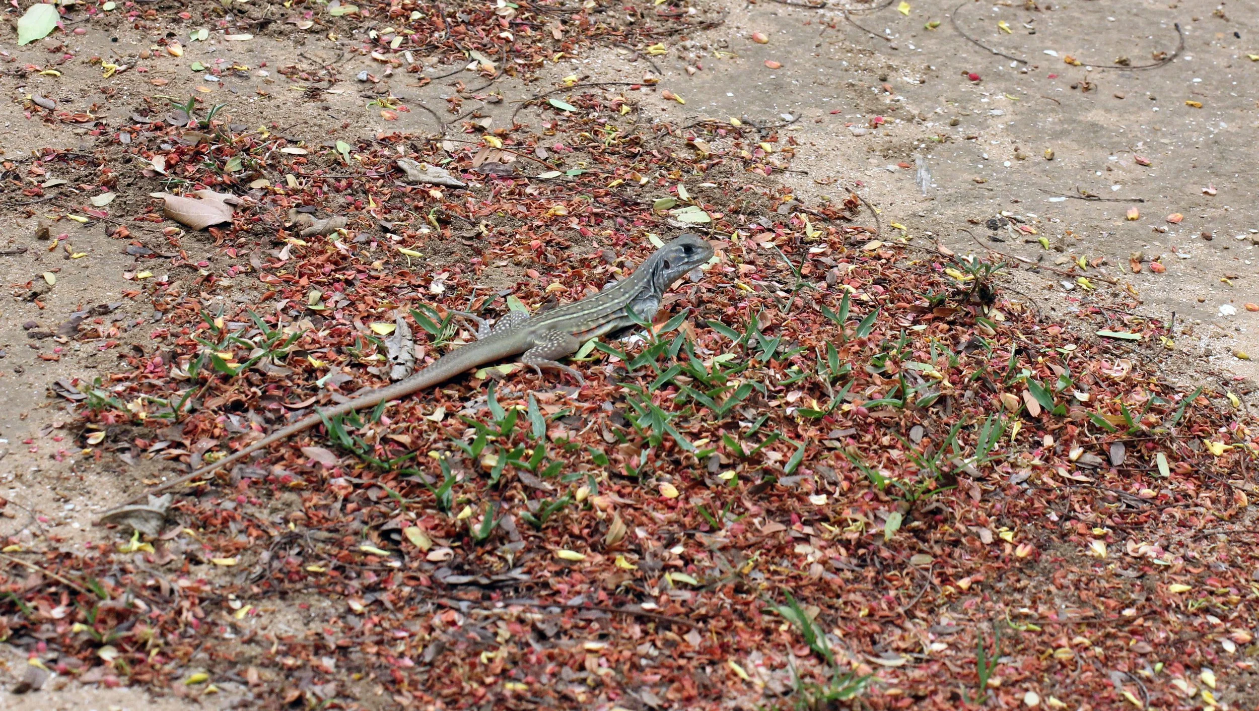 Leiolepis belliana - BELL'S BUTTERFLY LIZARD - KHAO SAM ROI YOD NATIONAL PARK THAILAND - SOM'S SHOTS (3).JPG