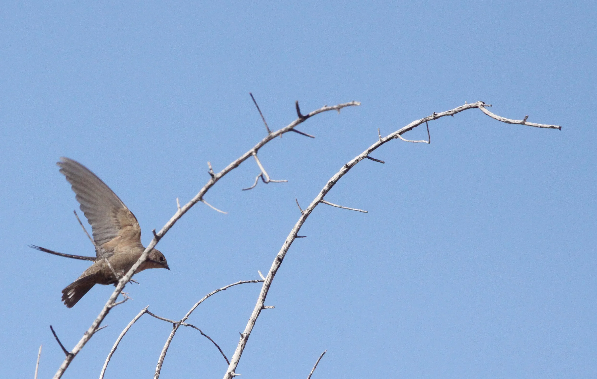 Brown-throated Martin (Riparia paludicola) Augrabies Falls NP South Africa (2).JPG