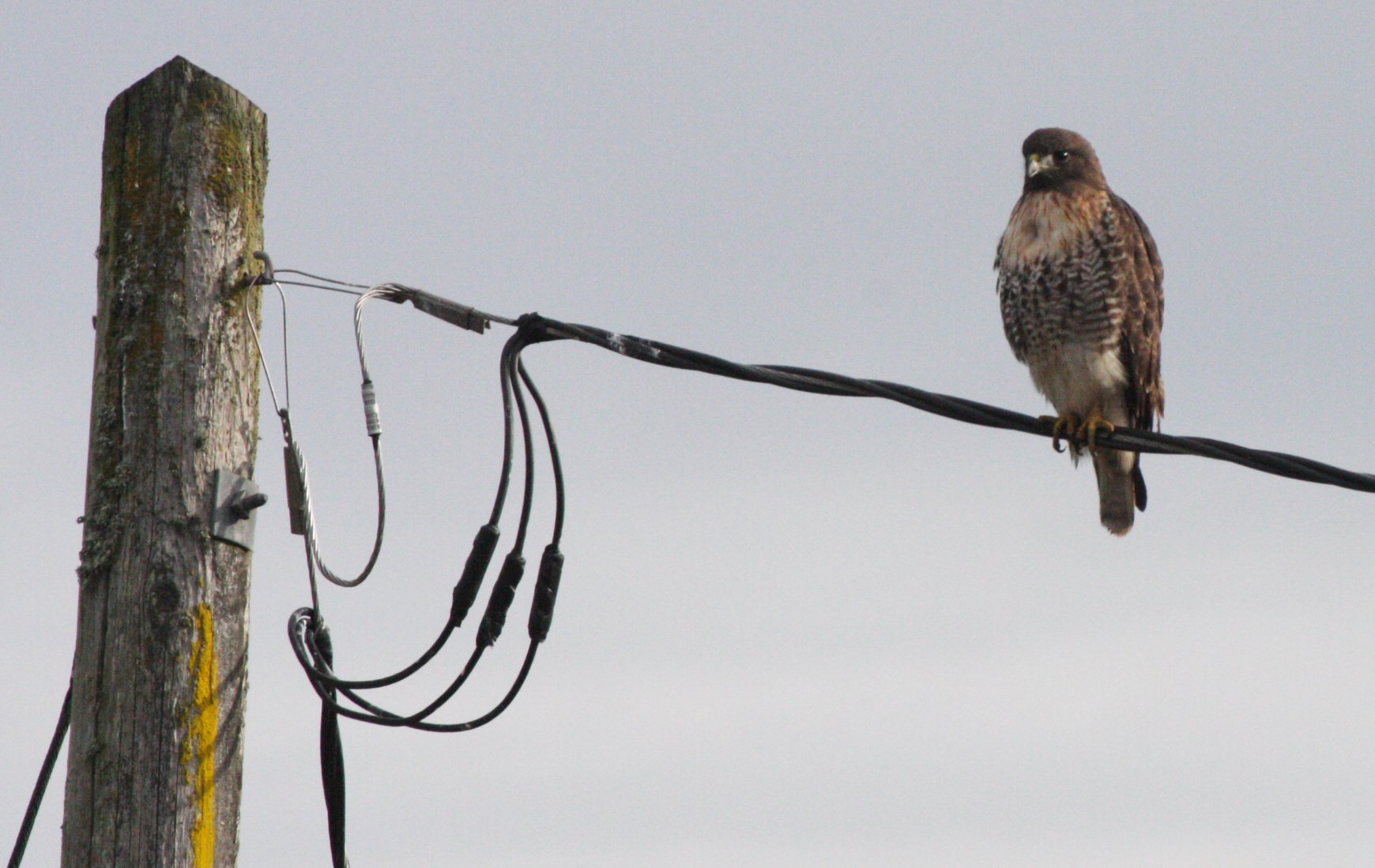 Buteo jamaicensis - RED-TAILED HAWK - JAMESTOWN WA (28).JPG