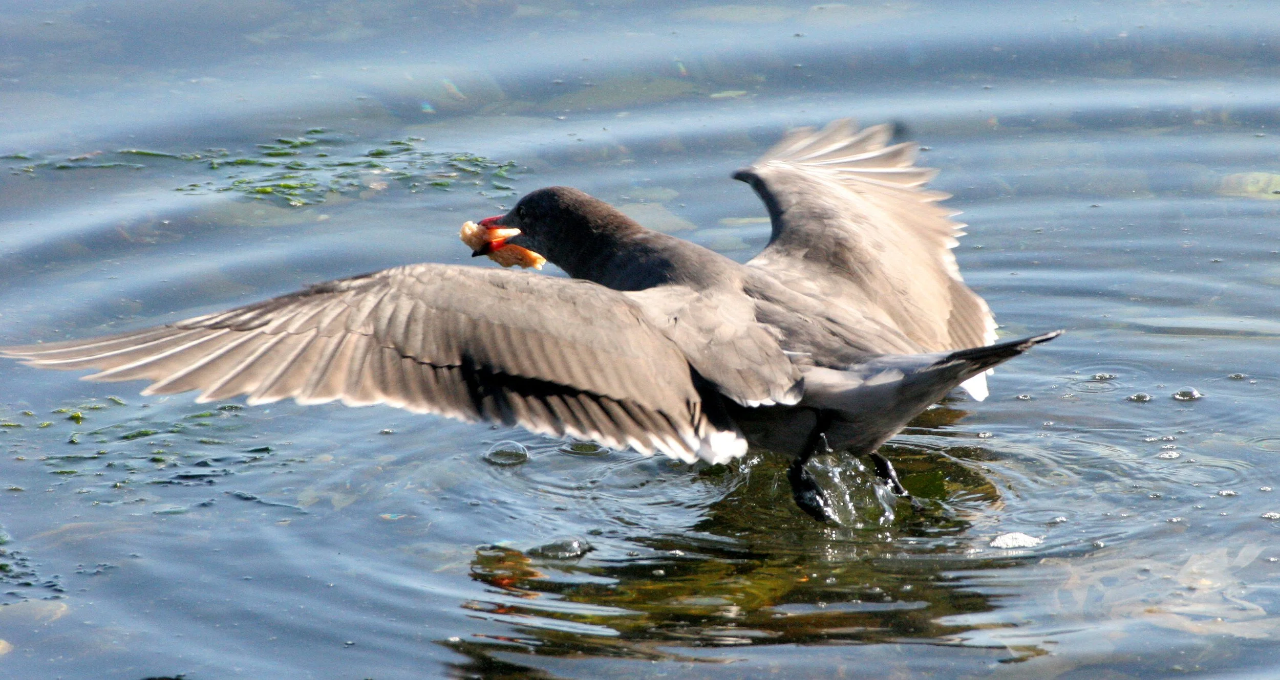 BIRD - GULL - HEERMANN'S GULL - PA HARBOR.JPG